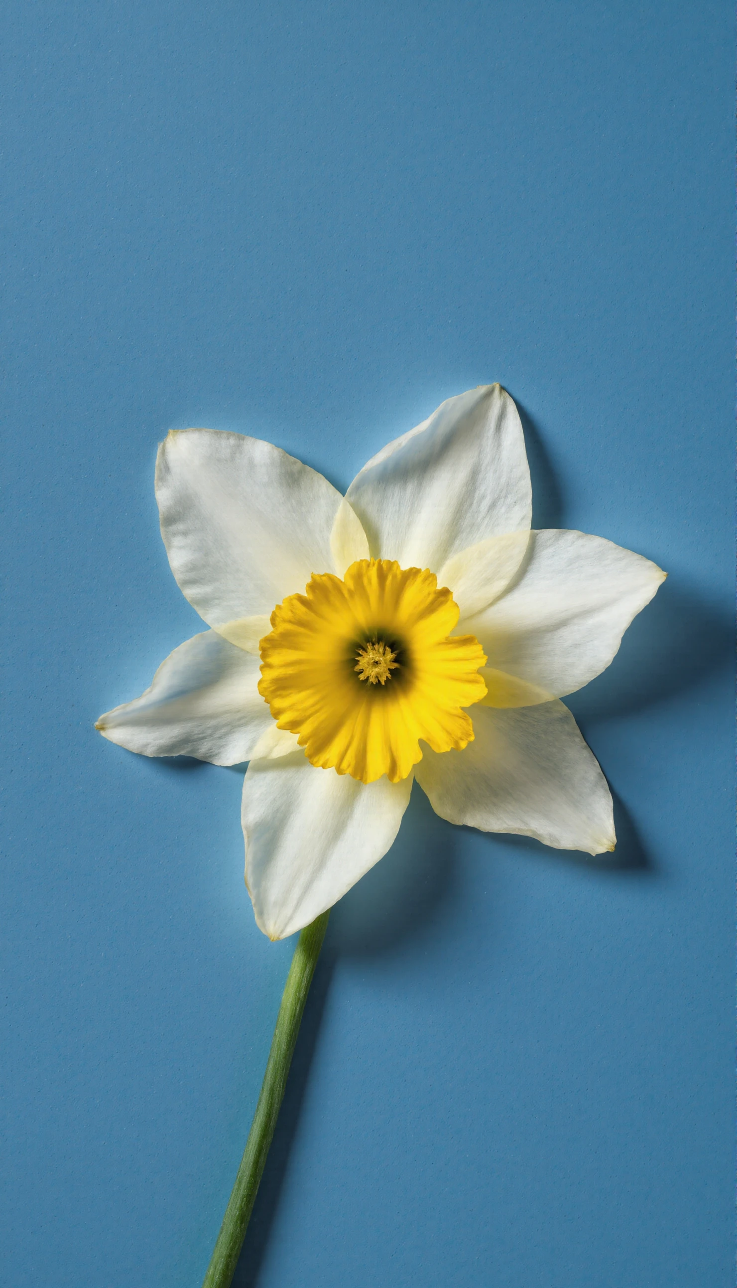 Single Daffodil Flower on Blue Background #40730