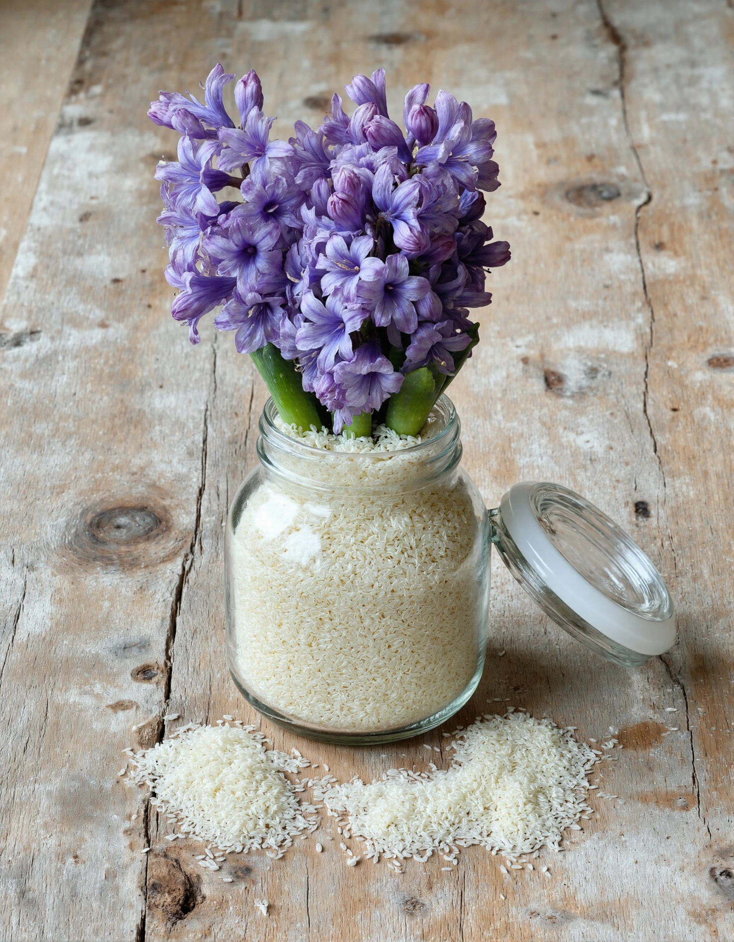 Fresh Hyacinths in Glass Jar with White Grains on Rustic Wood #40731
