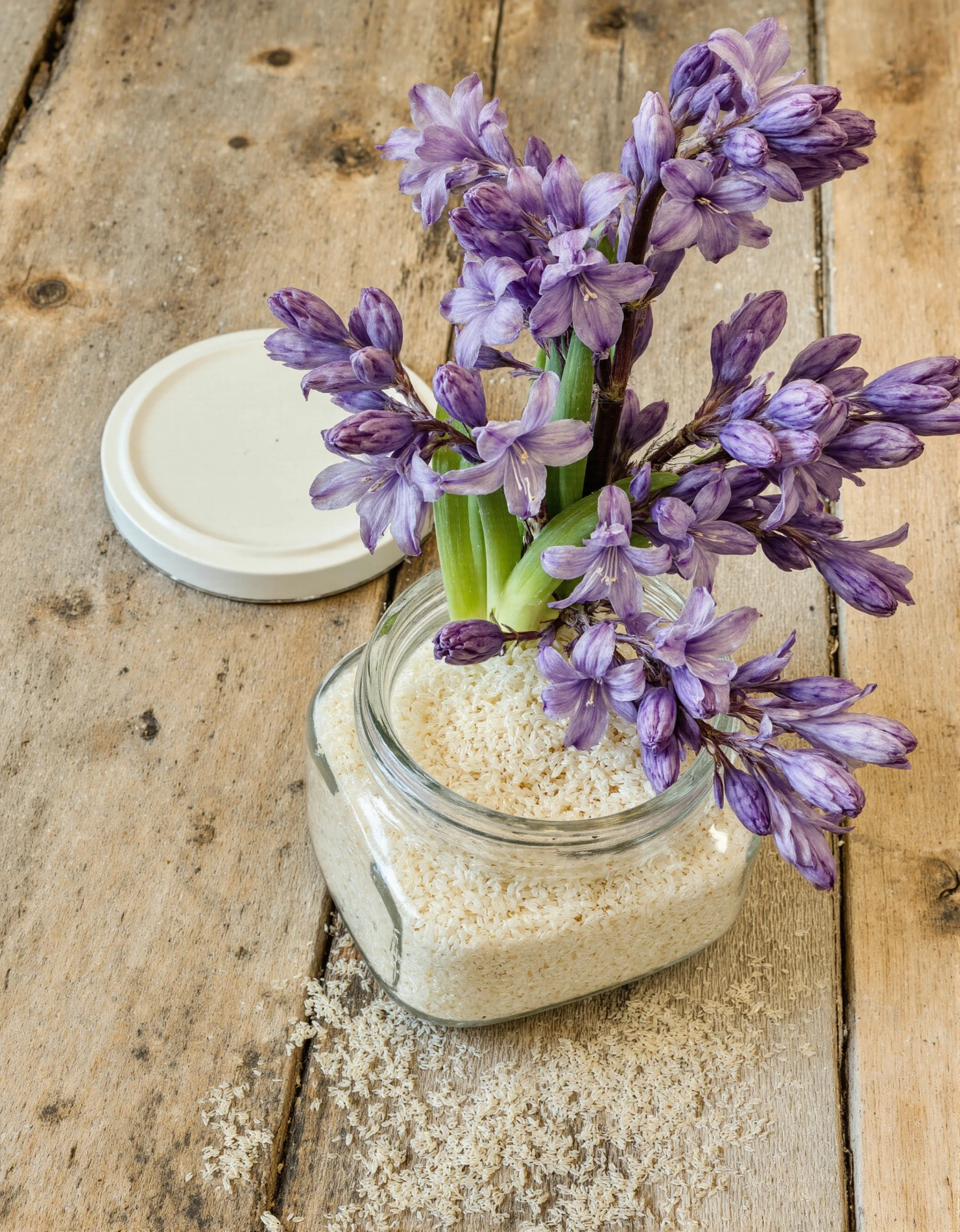 Purple Hyacinths in a Jar on Rustic Wood #40732
