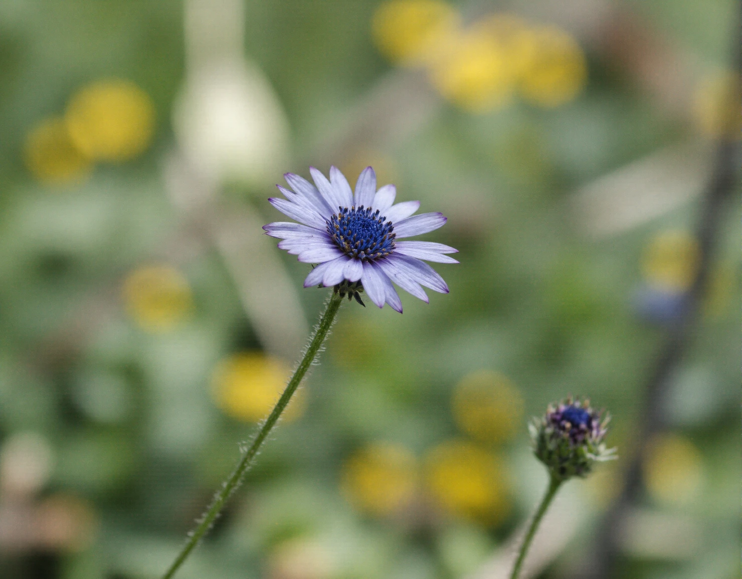 Delicate Purple Daisy with Blurry Green and Yellow Background #40733