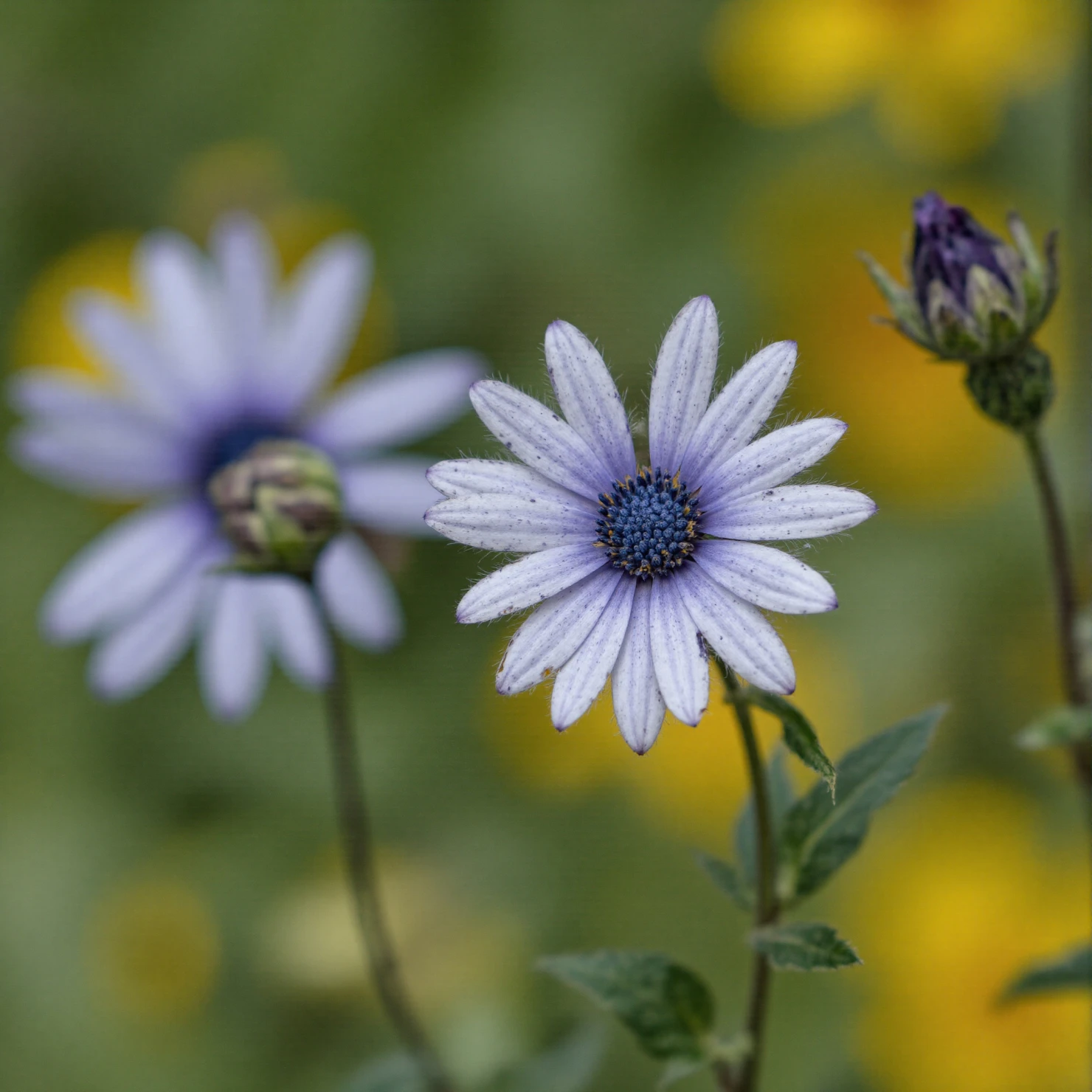 Close-up of delicate purple daisy-like flowers in bloom #40734