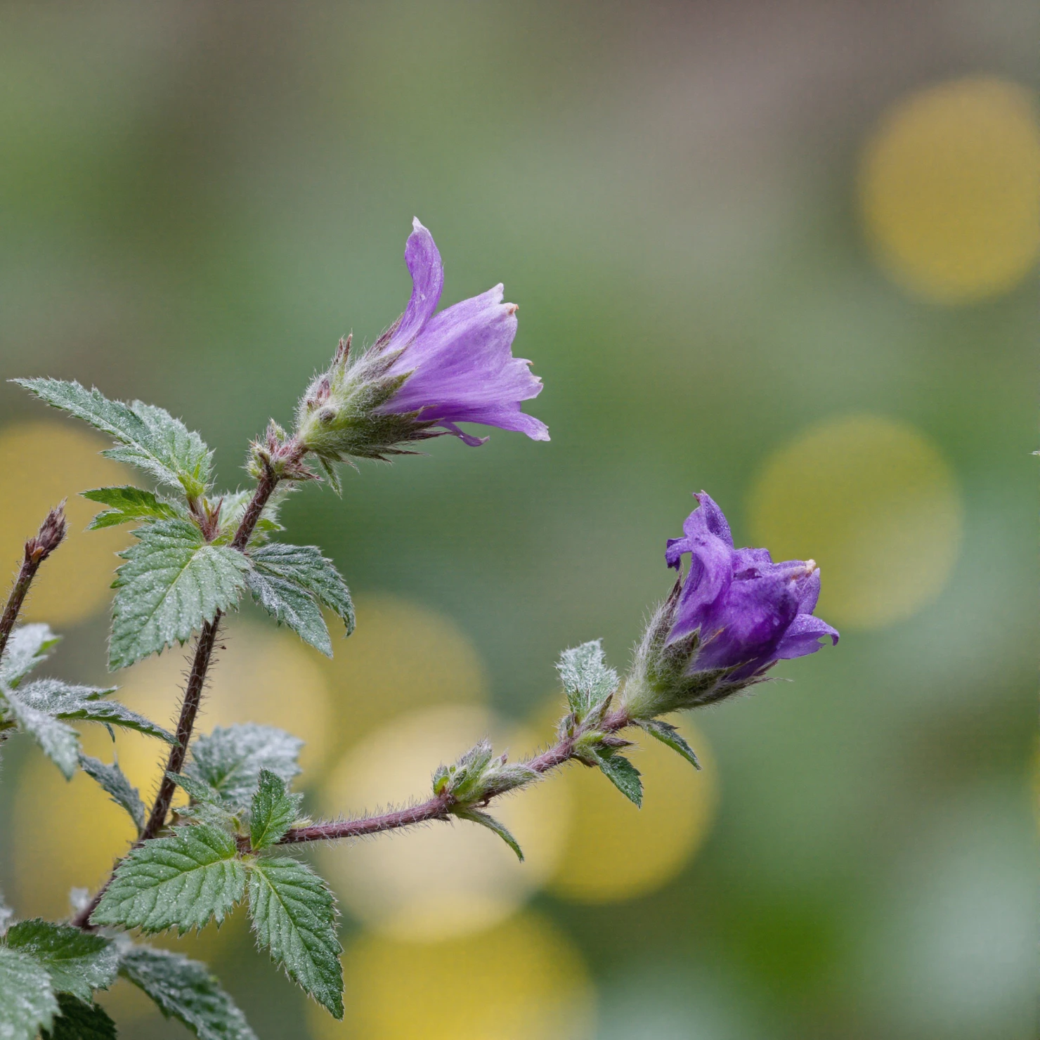 Delicate Purple Blooms Against a Soft Bokeh Background #40738