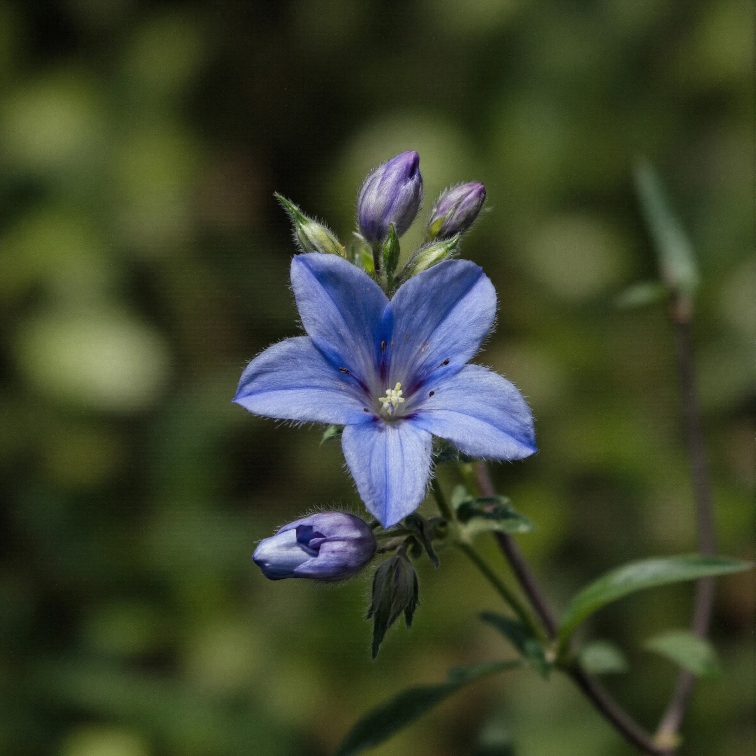 Delicate Blue Flower with Buds #40740