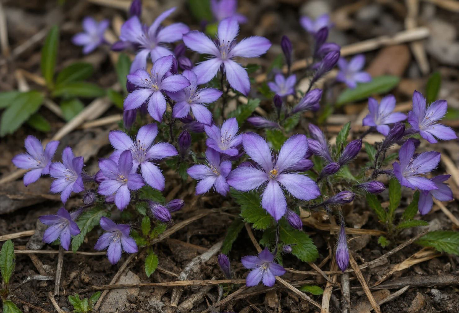 Vibrant Purple Wildflowers on a Forest Floor #40743