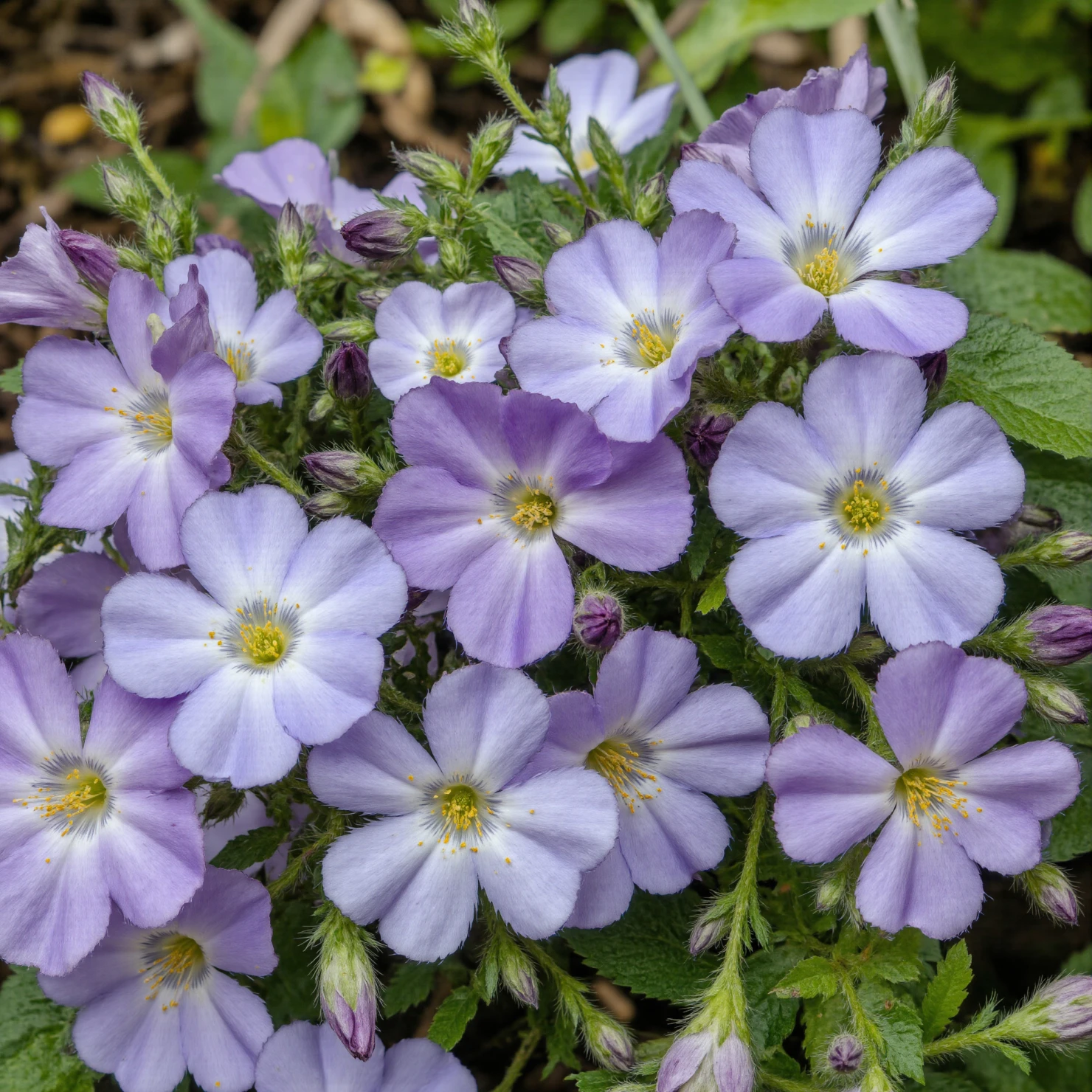 Delicate Lavender Flowers with Bright Yellow Centers #40744