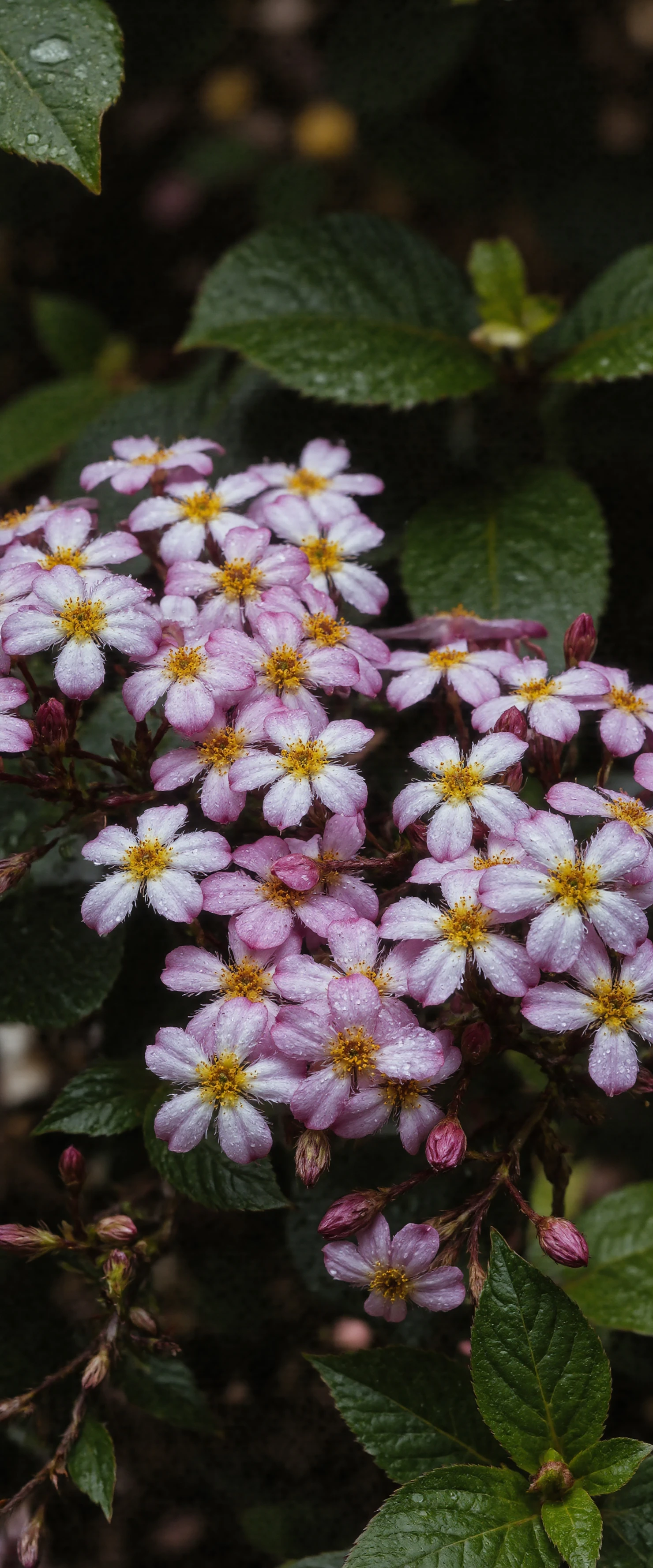 Delicate Pink Blossoms with Green Leaves #40745