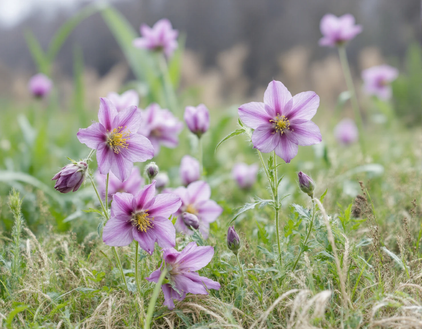 Delicate Pink Striped Wildflowers Blooming in a Soft Focus Field #40746