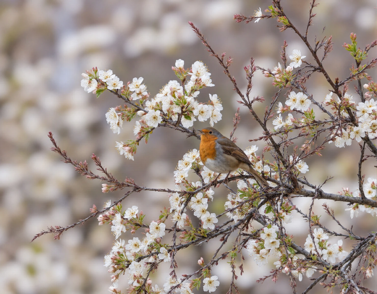European Robin Perched on a Flowering Branch #40748