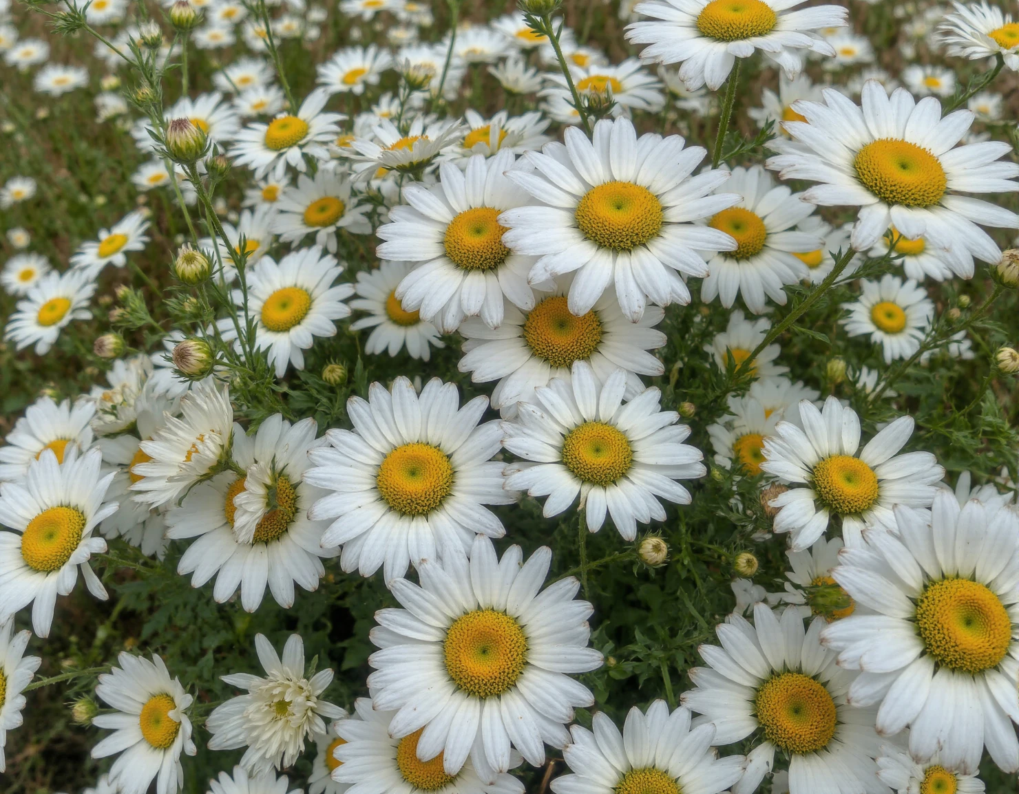 Abundance of Fresh White Daisies in a Sunny Field #40755