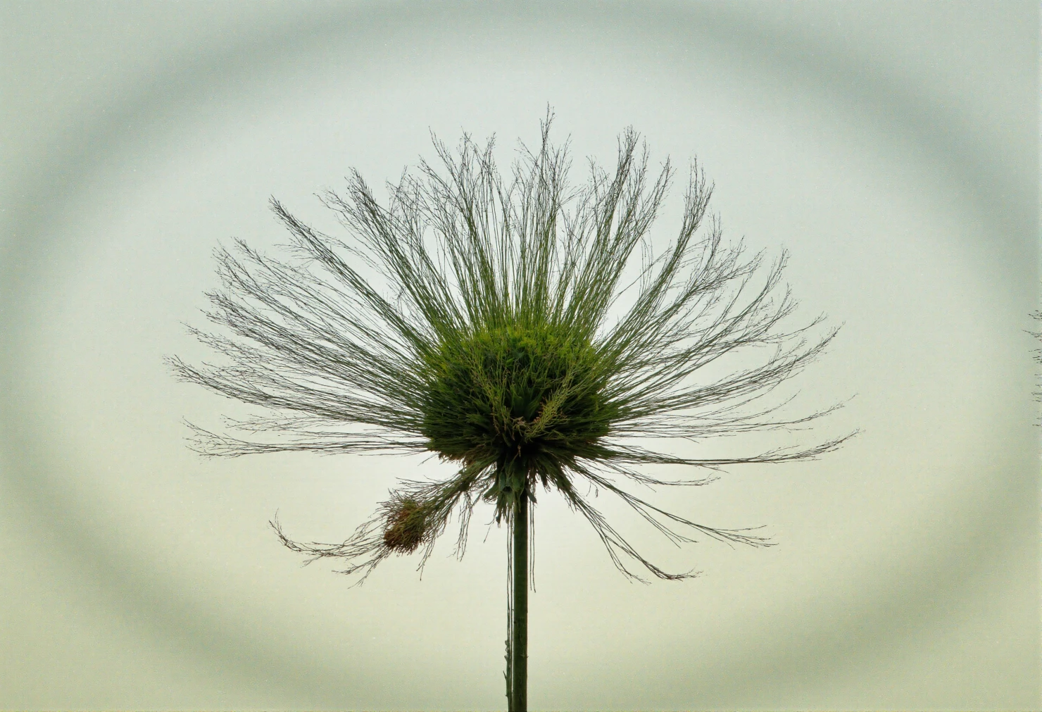Delicate Botanical Seed Pod #40757