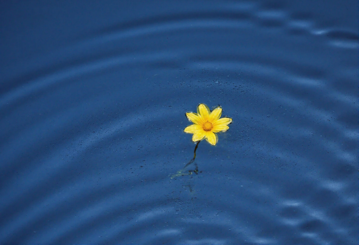 Yellow Flower Floating on Rippling Blue Water #40758
