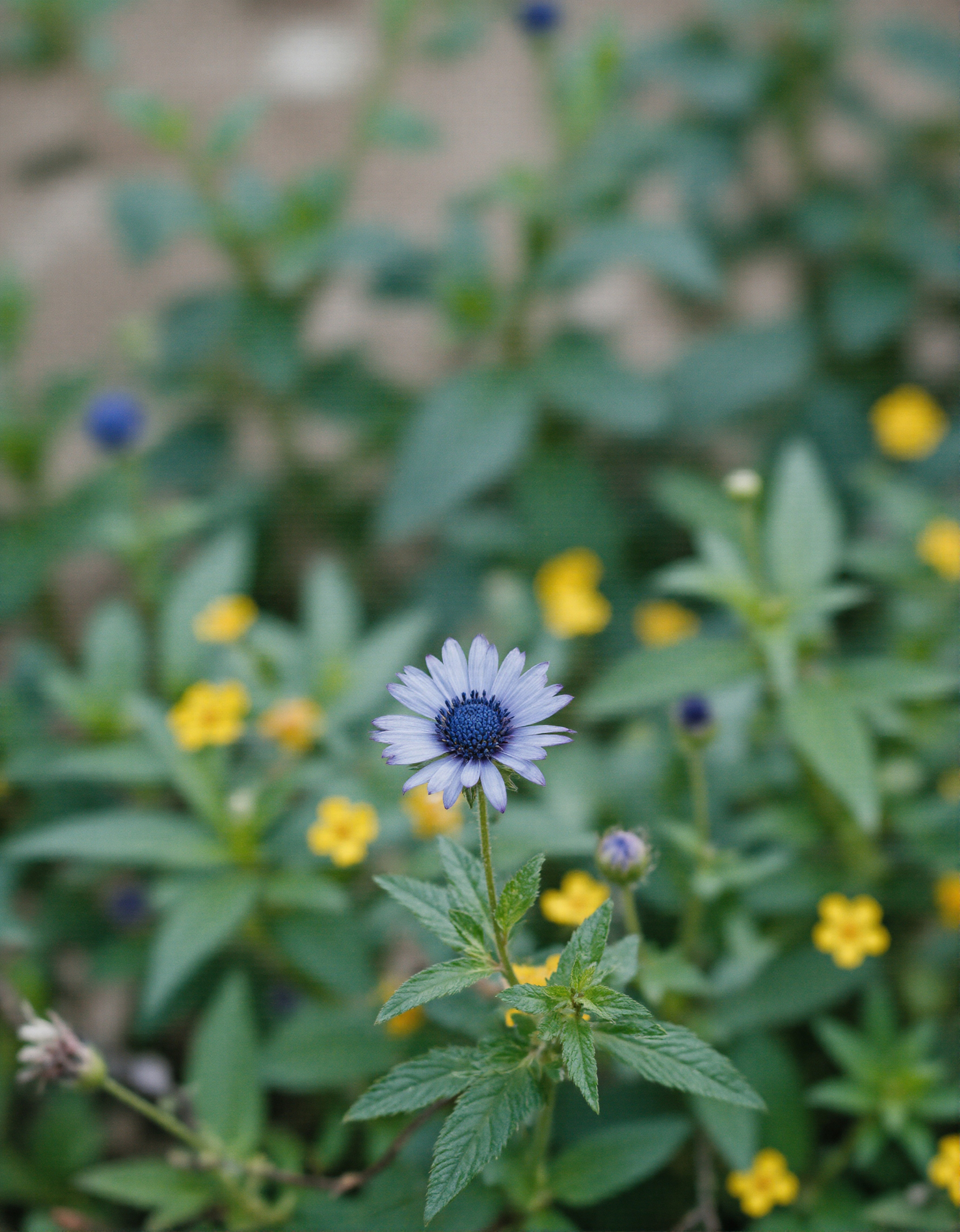 Close-up of a vibrant blue flower amidst green foliage and yellow blossoms #40761