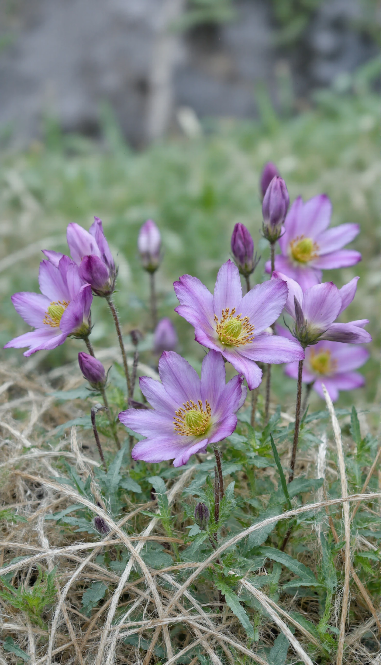 Delicate Purple Anemones Blooming in Dry Grass #40764