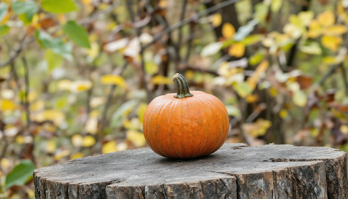Autumn Pumpkin on a Rustic Stump #40790