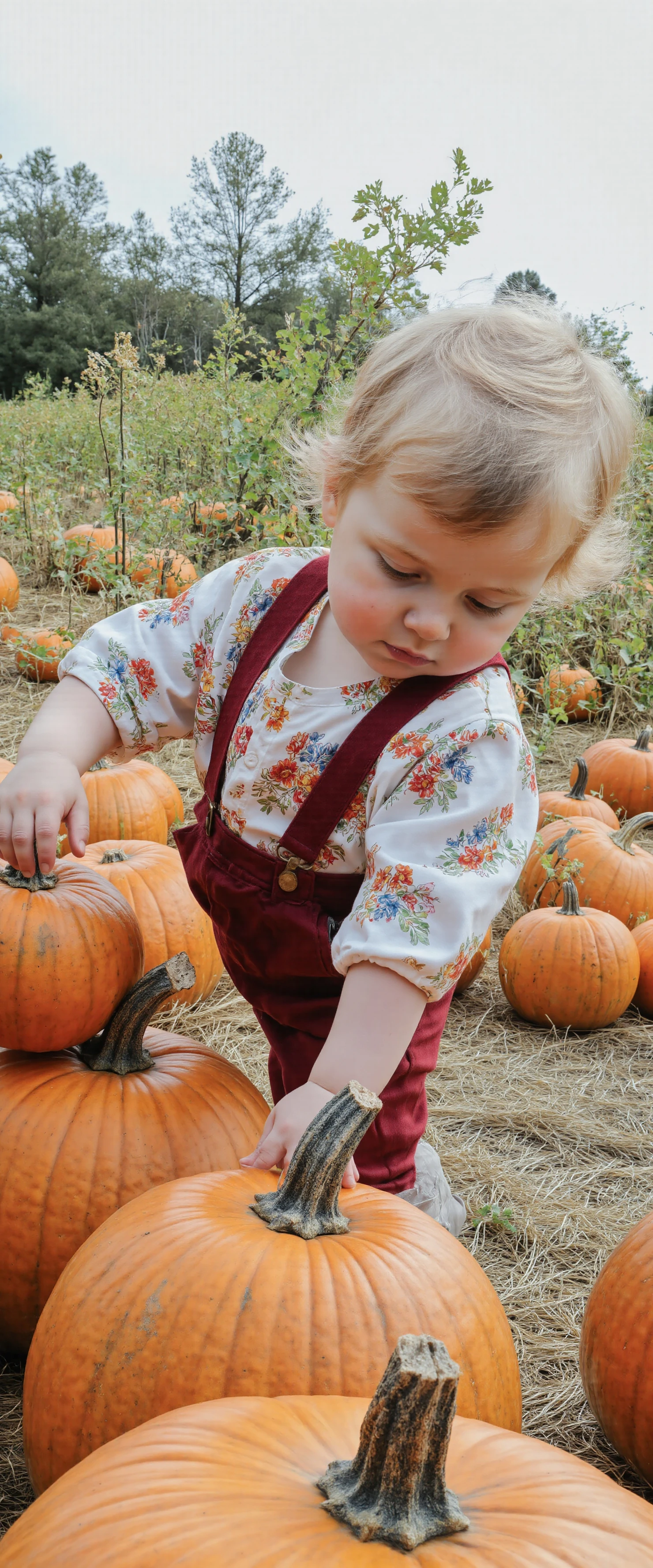 Adorable Toddler Exploring a Pumpkin Patch #40799