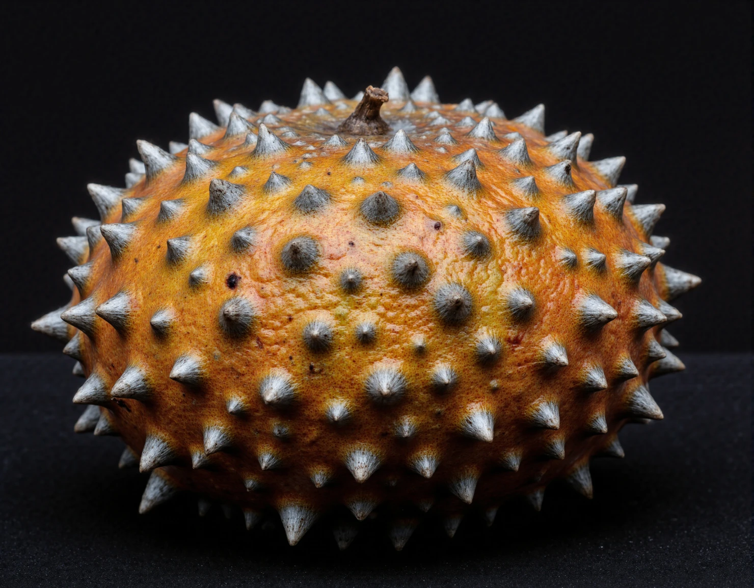 Exotic Spiky Kiwano Fruit on Dark Background #40804