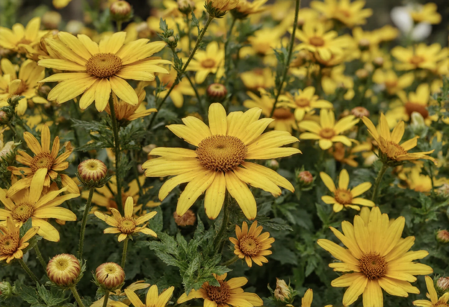 Golden Blooms A Field of Yellow Daisies #40806