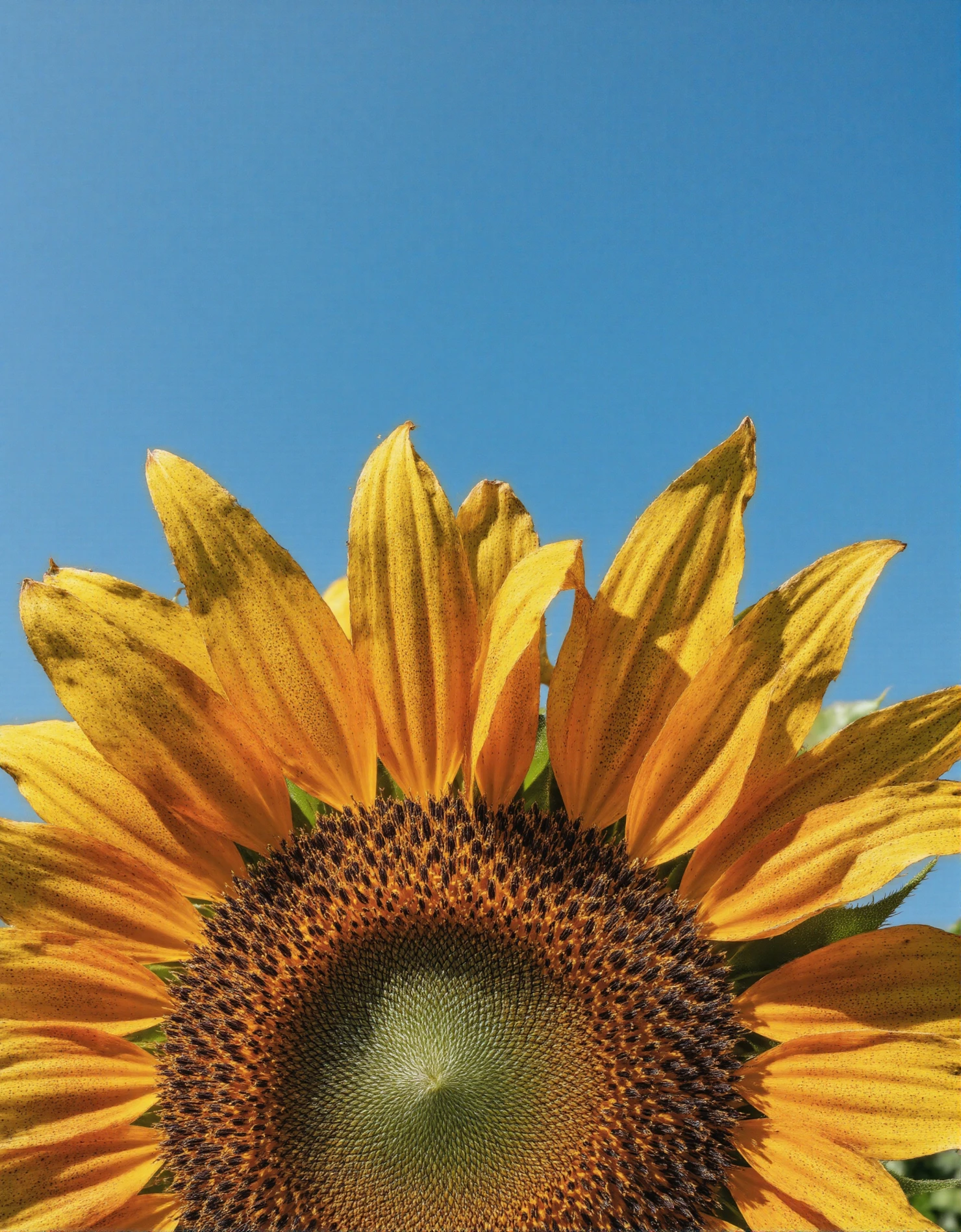 Golden Sunflower Against a Blue Sky #40807