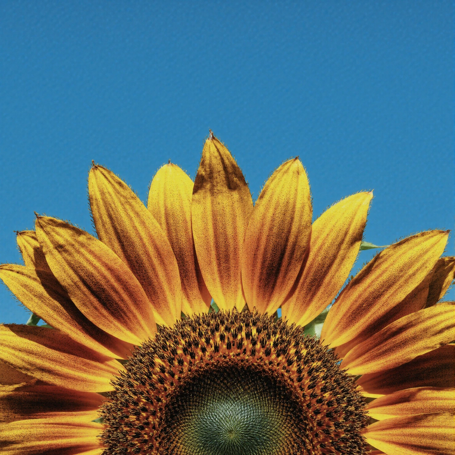Vibrant Sunflower Against Clear Blue Sky #40808
