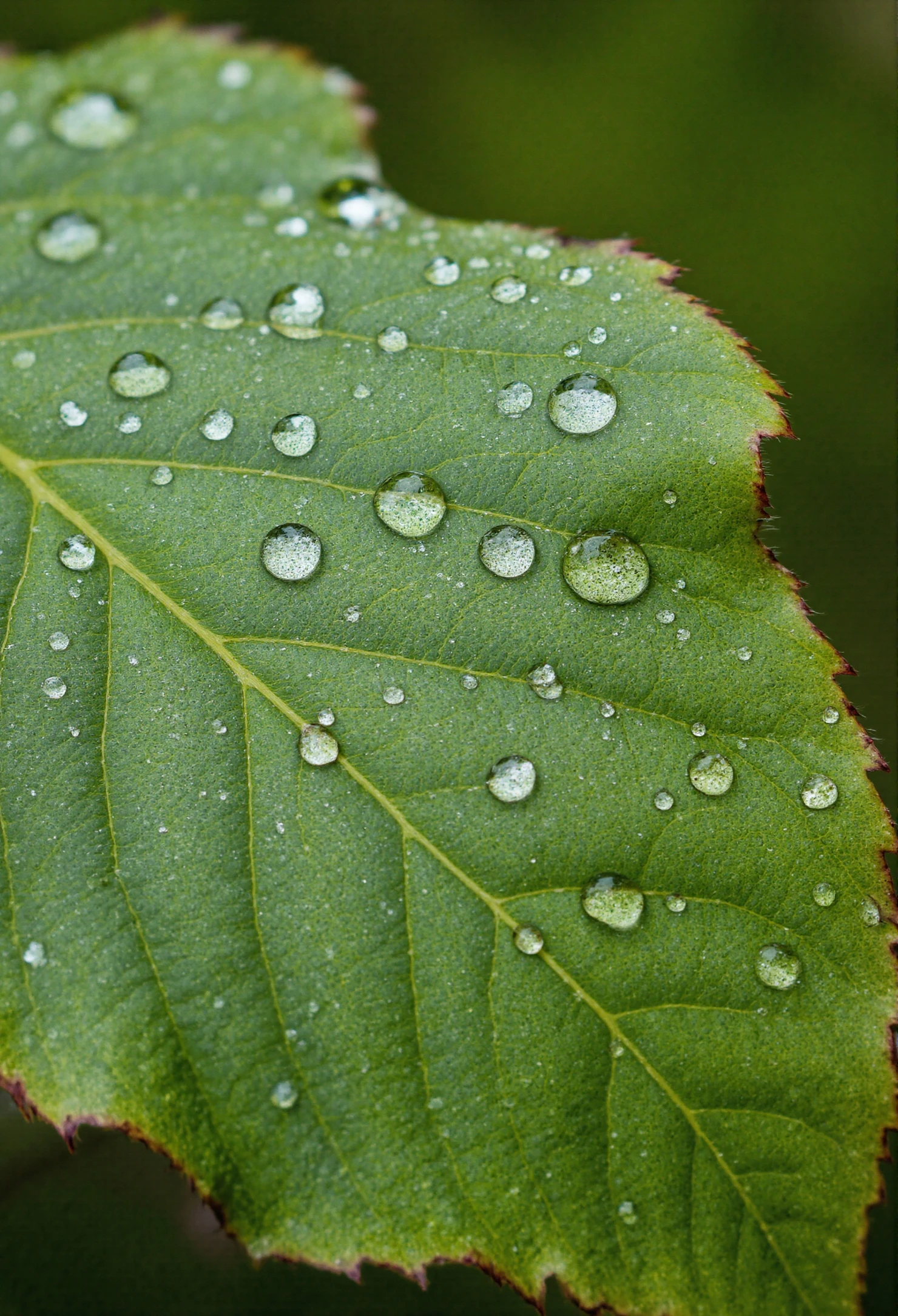 Dew Drops on a Vibrant Green Leaf #40810
