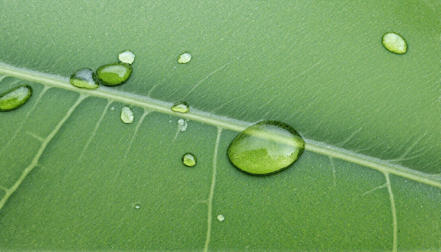 Lush Green Leaf with Sparkling Water Droplets #40811