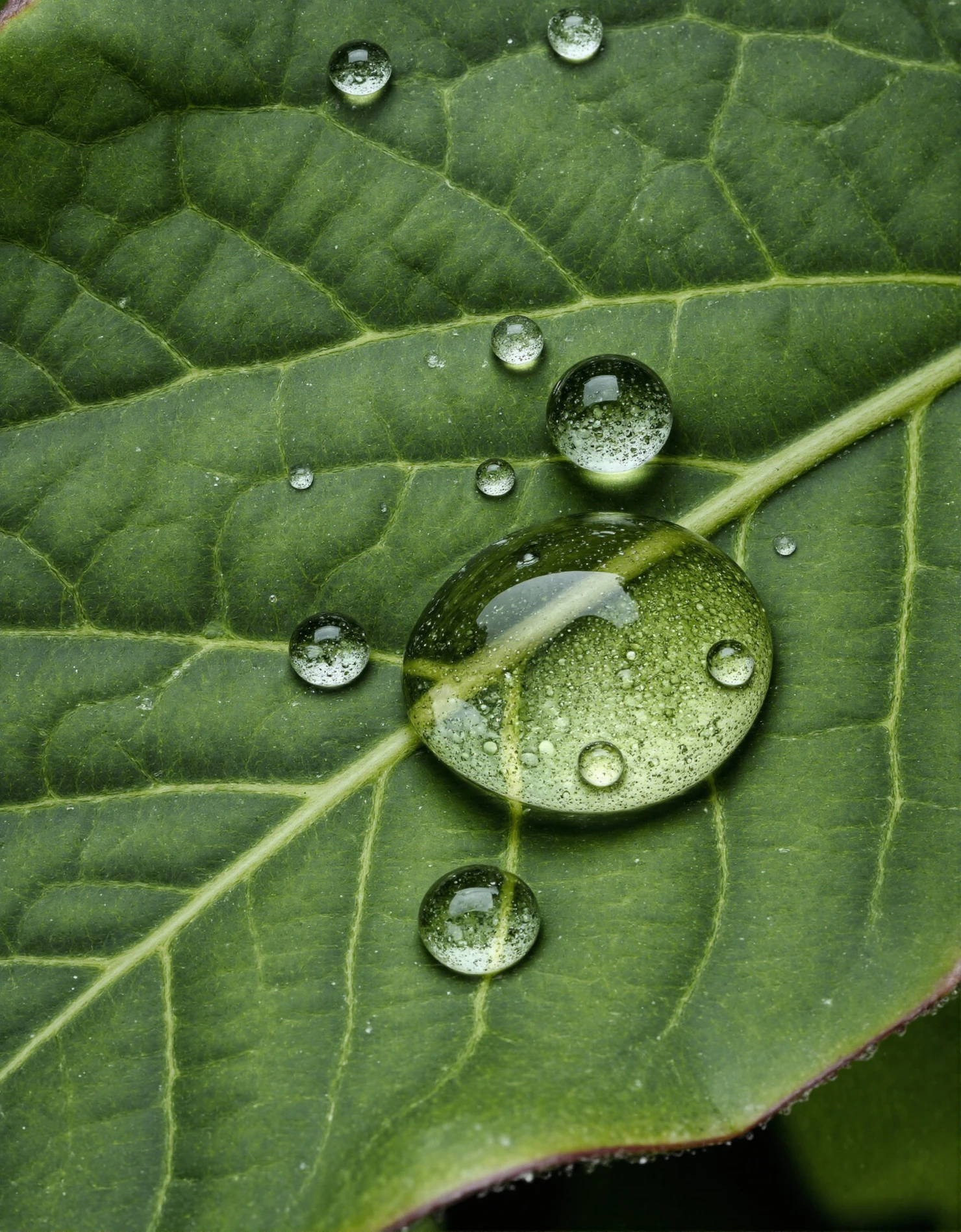 Dew Drops on a Vibrant Green Leaf #40812