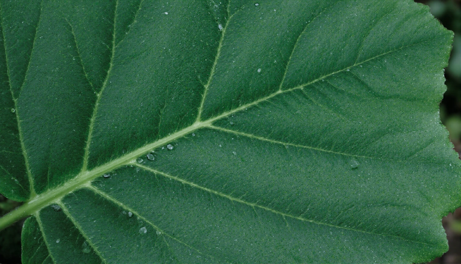 Detailed Close-up of a Green Leaf with Visible Veins and Water Droplets #40813