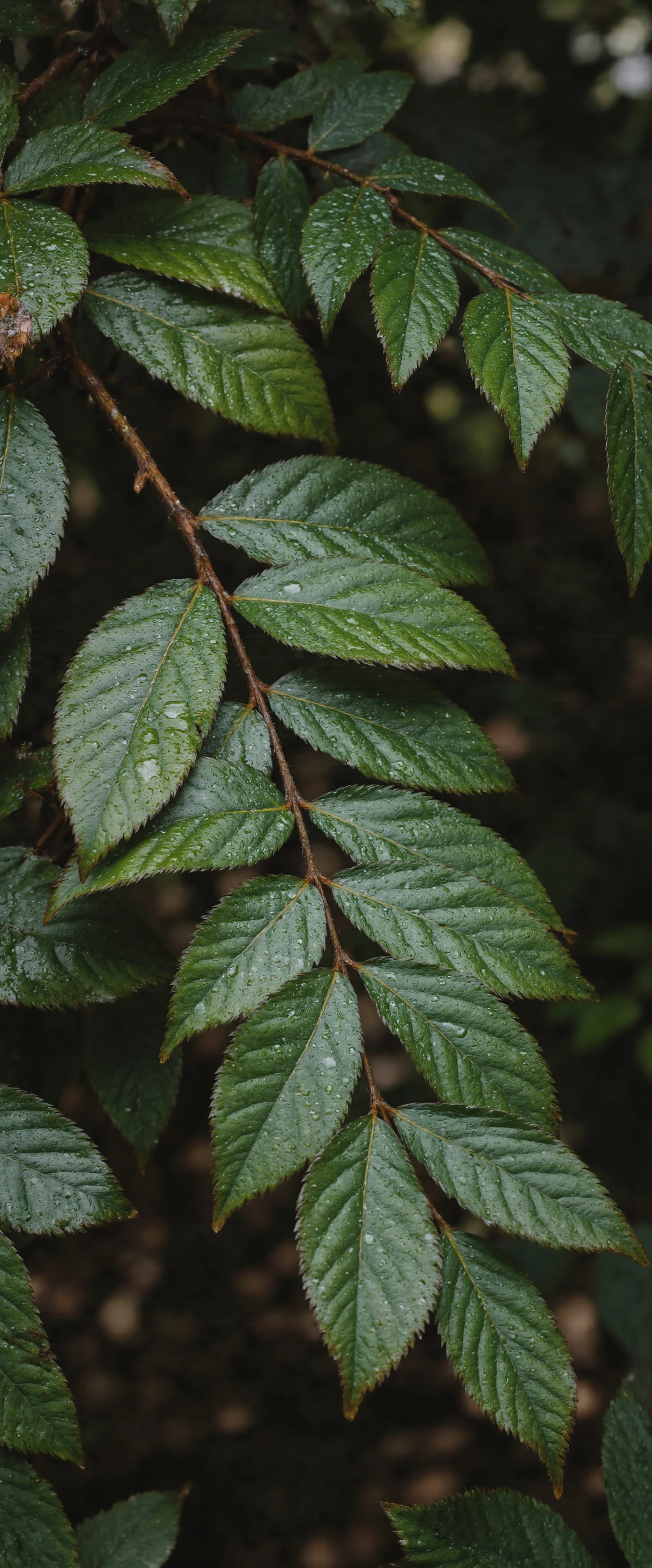 Vibrant Green Leaves with Dew Drops #40814