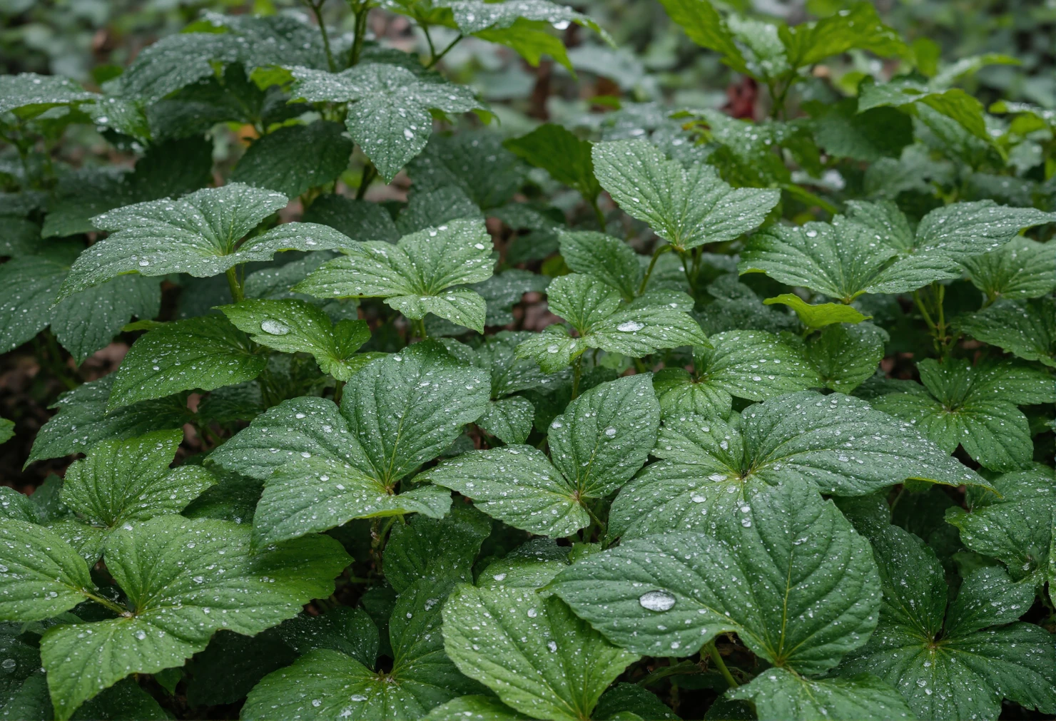 Vibrant Green Leaves Adorned with Water Droplets #40815