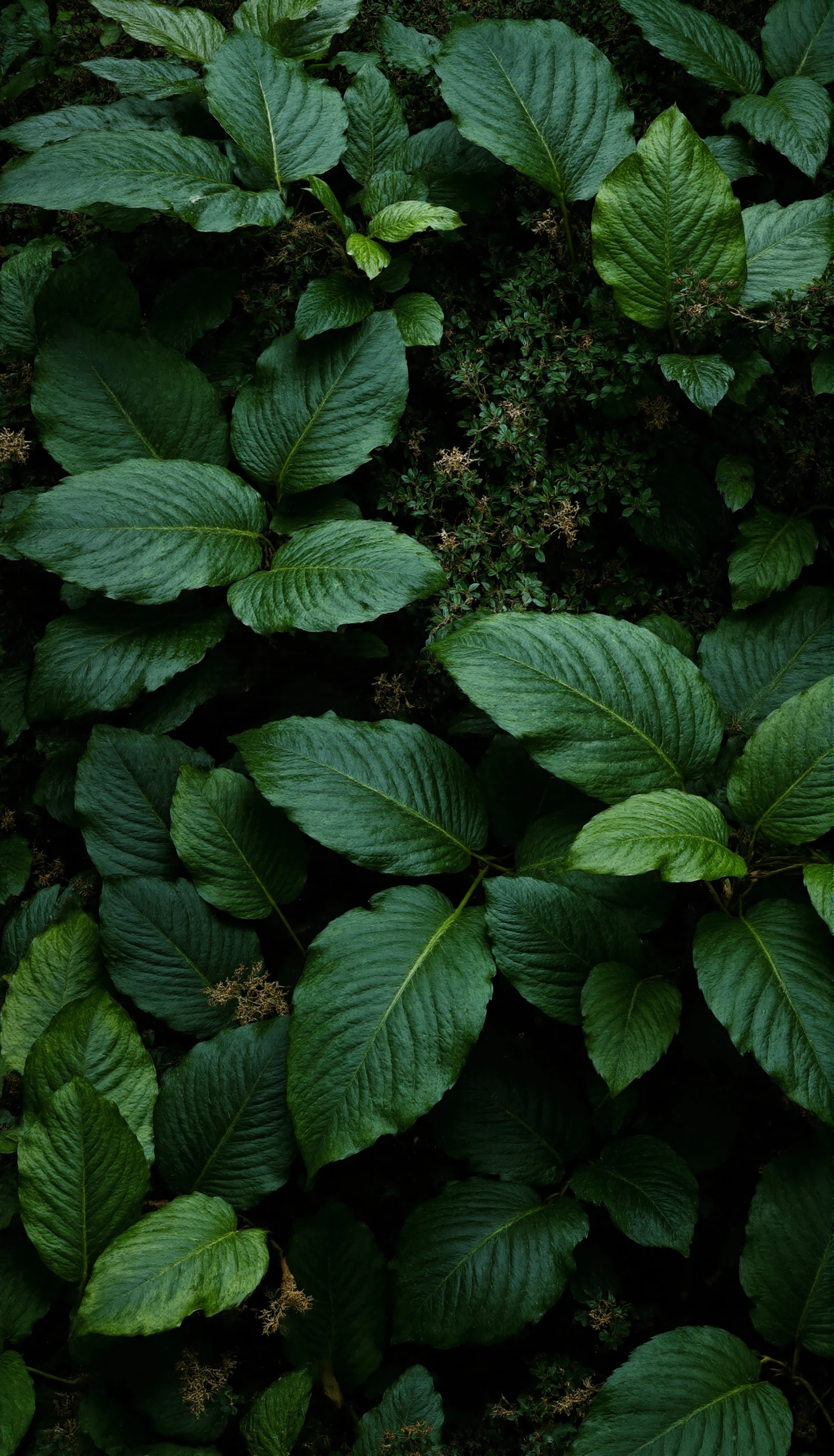 Lush Green Foliage Close-up #40816