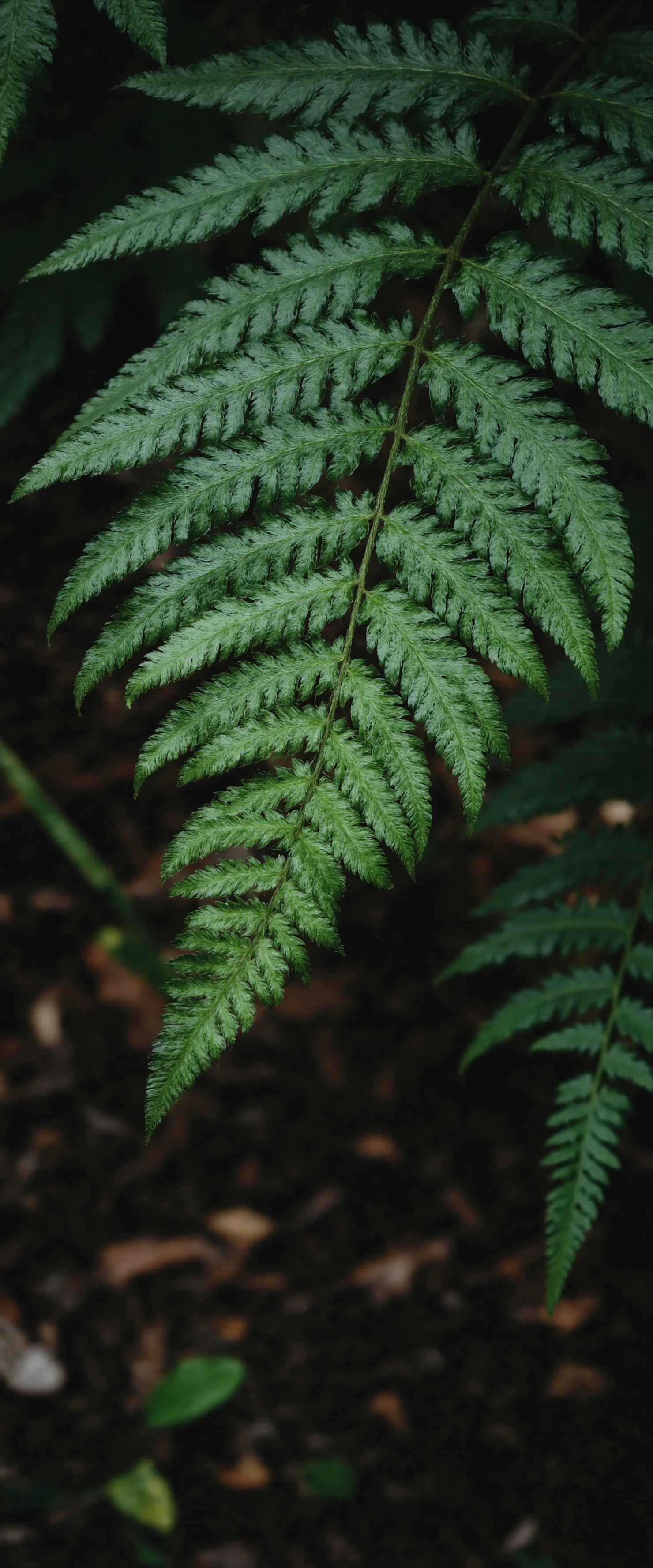 Lush Green Fern Frond in a Dark Forest #40818