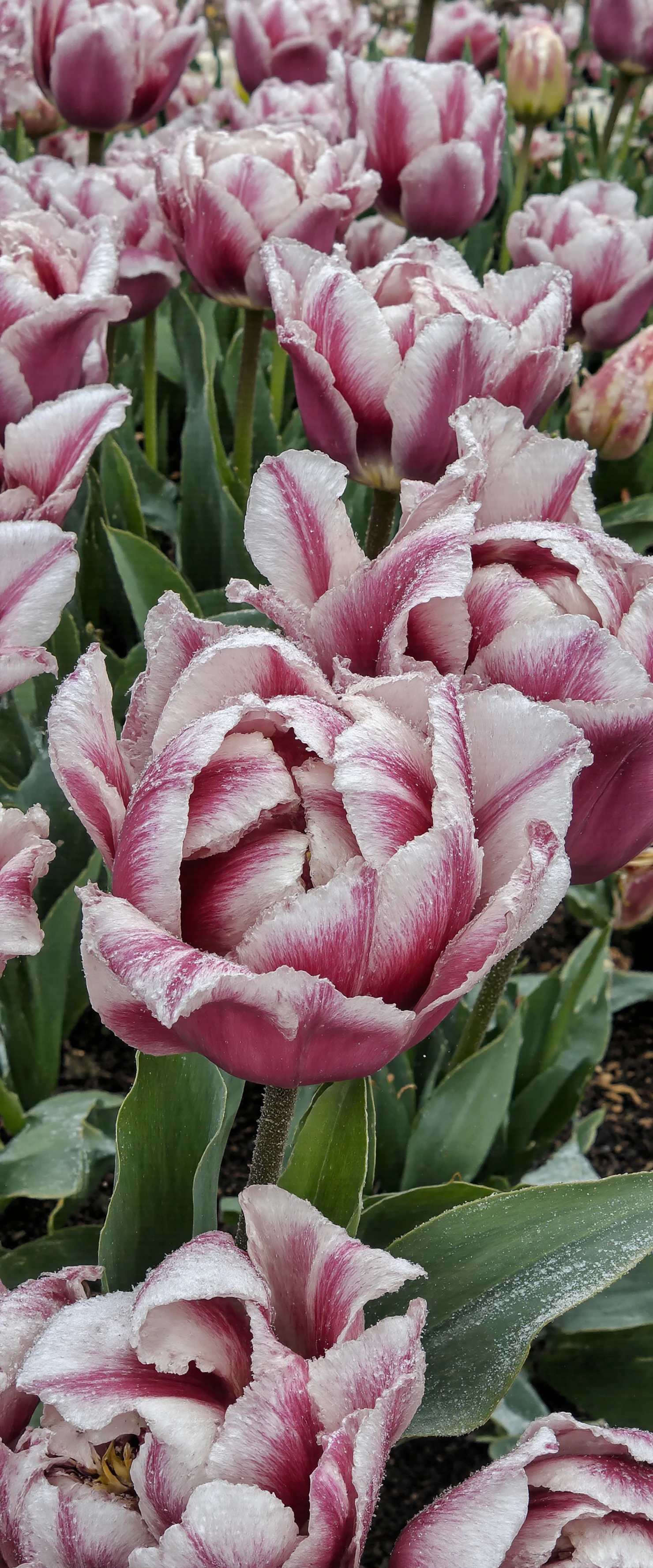 Vibrant Pink and White Striped Tulips in Full Bloom #40820
