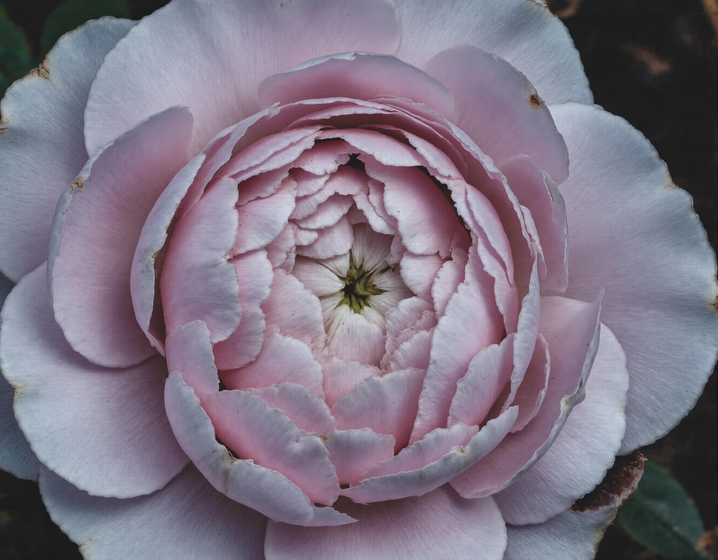 Delicate Pink Rose in Full Bloom #40823