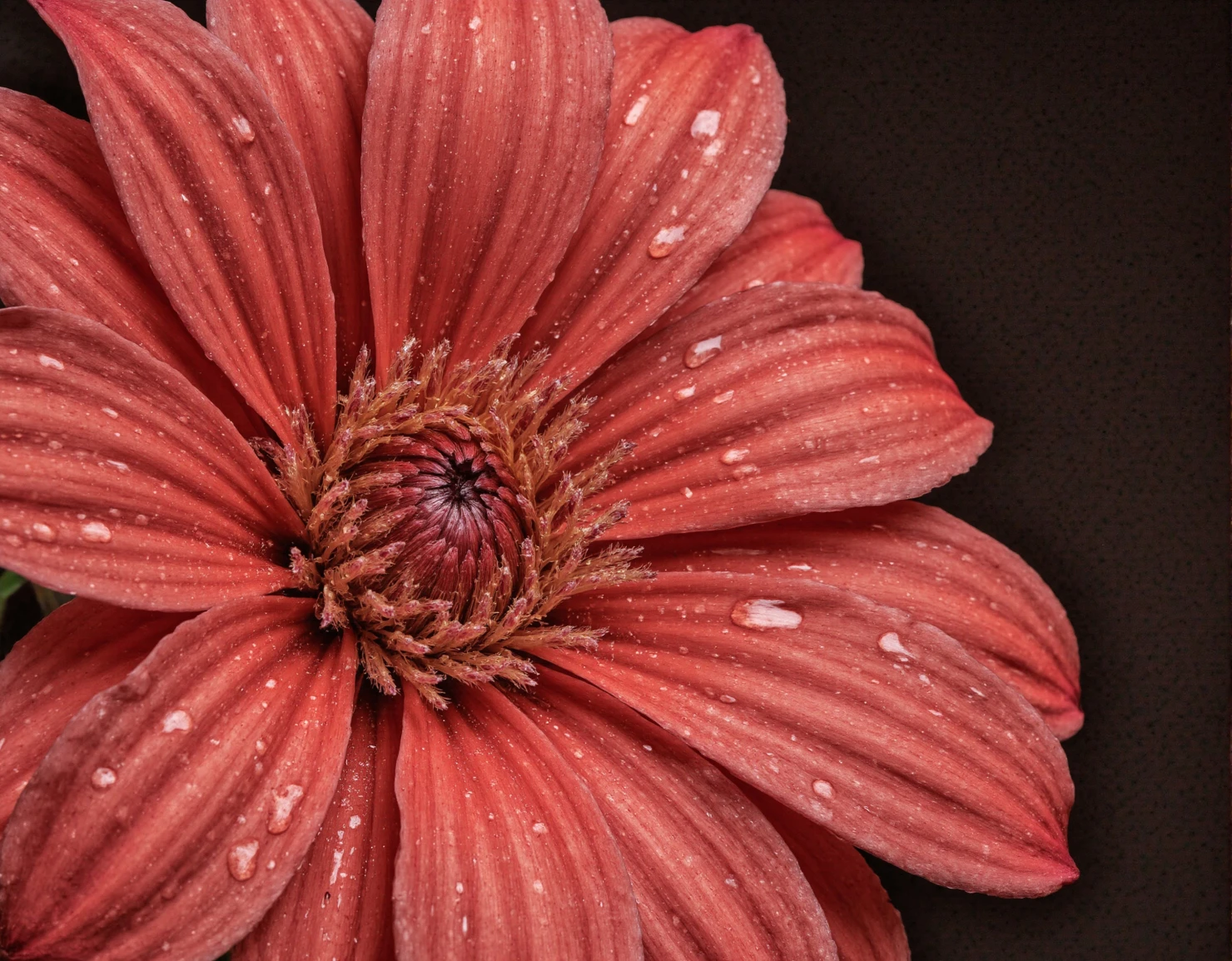 Vibrant Red Flower with Morning Dew #40824