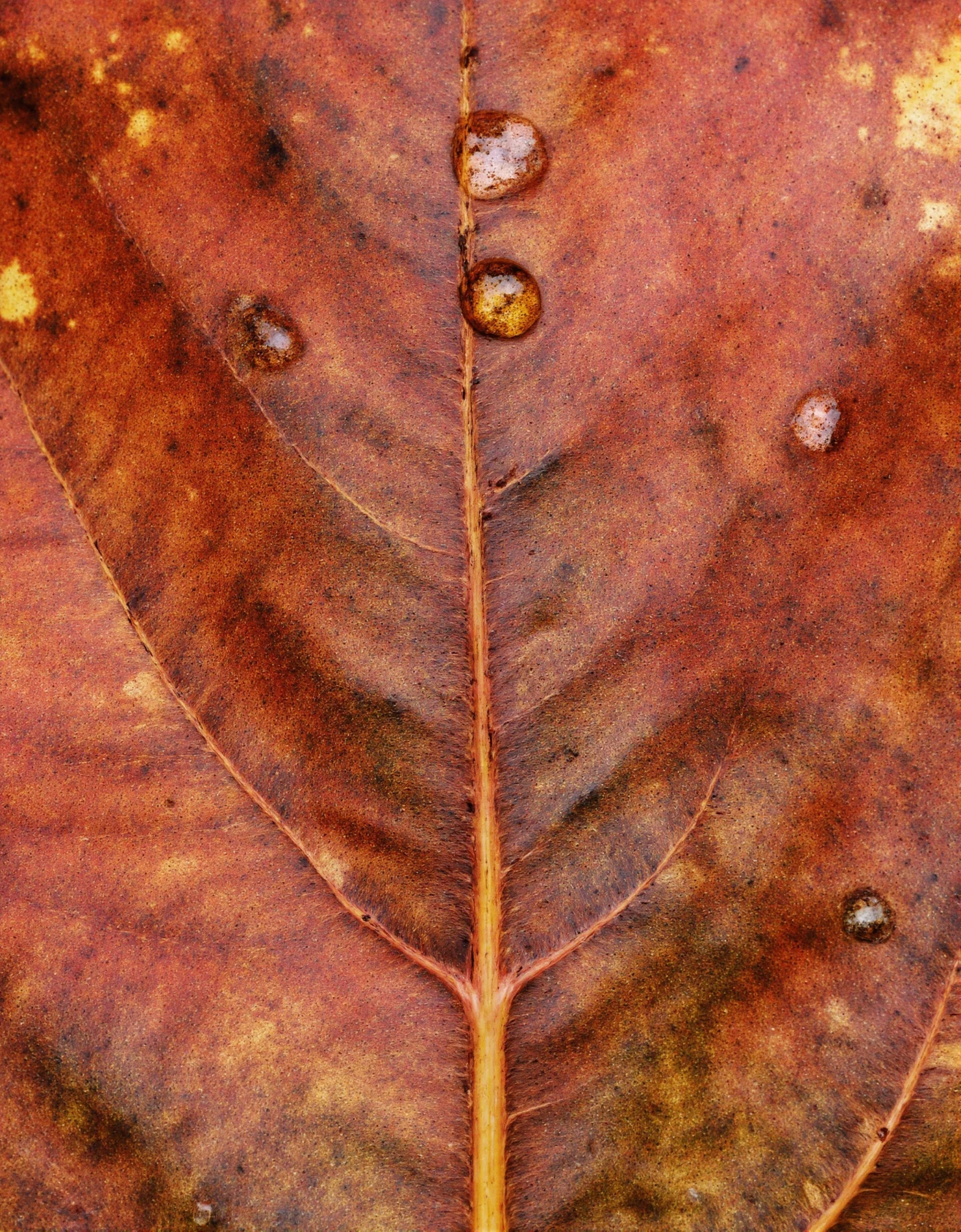 Autumn Leaf with Water Droplets #40825