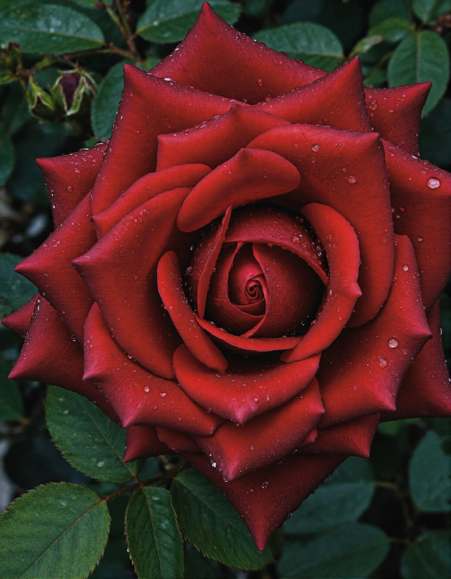 Vibrant Red Rose with Dew Drops in Close-up #40826