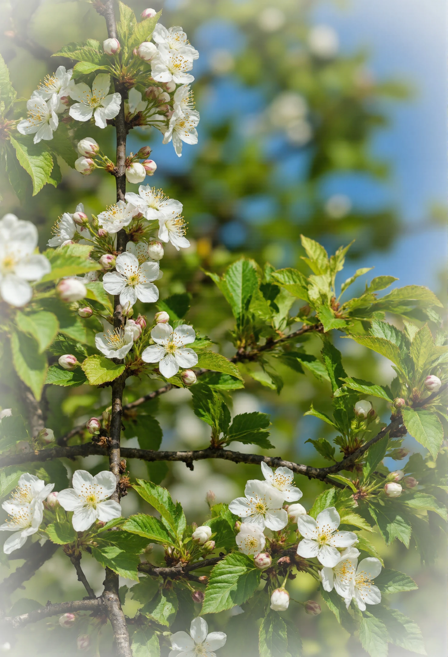 White Cherry Blossoms in Spring Sunlight #40829