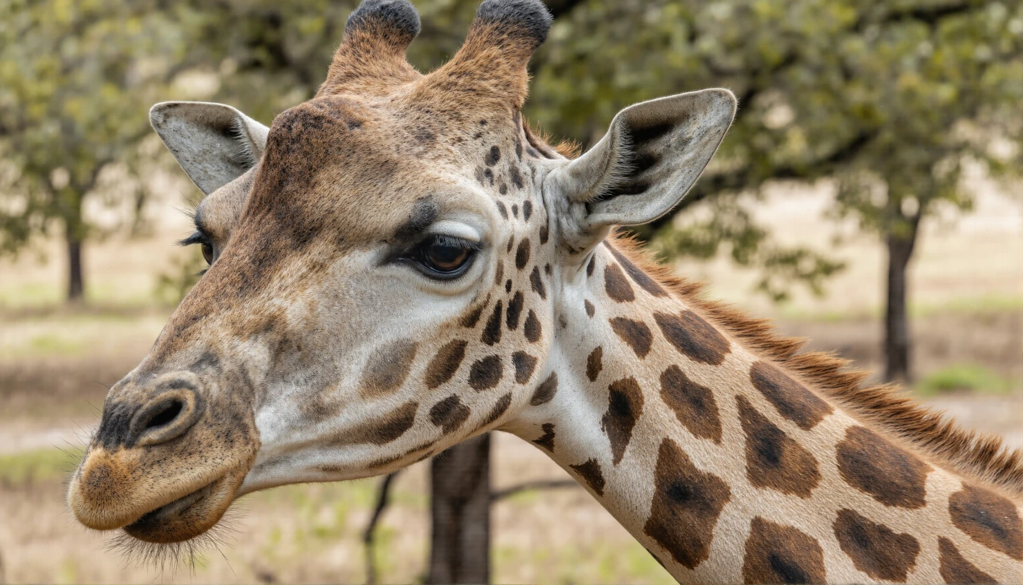 Close-up Portrait of a Giraffe in its Natural Habitat #40831