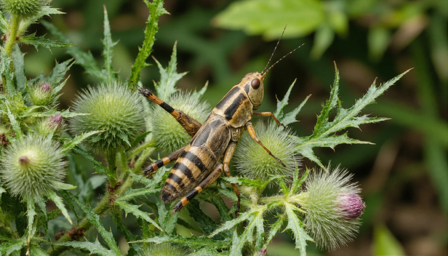 Striped Grasshopper Perched on a Thistle Plant #40836