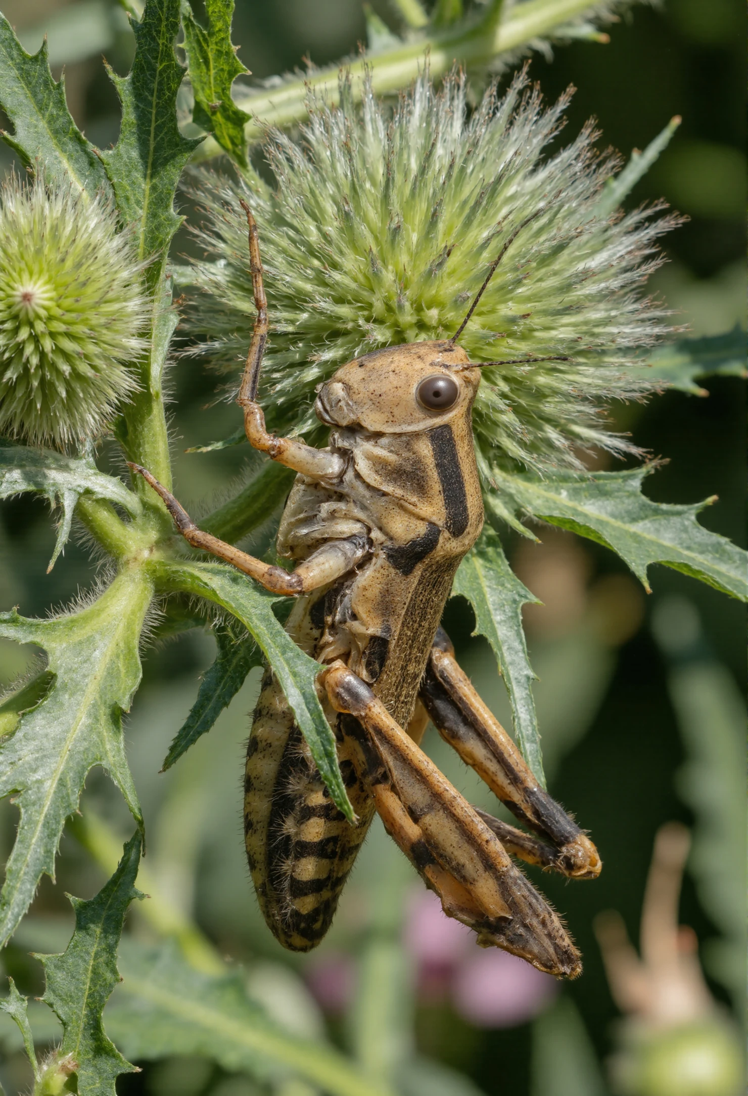 Brown Grasshopper Perched on a Spiky Green Thistle #40837