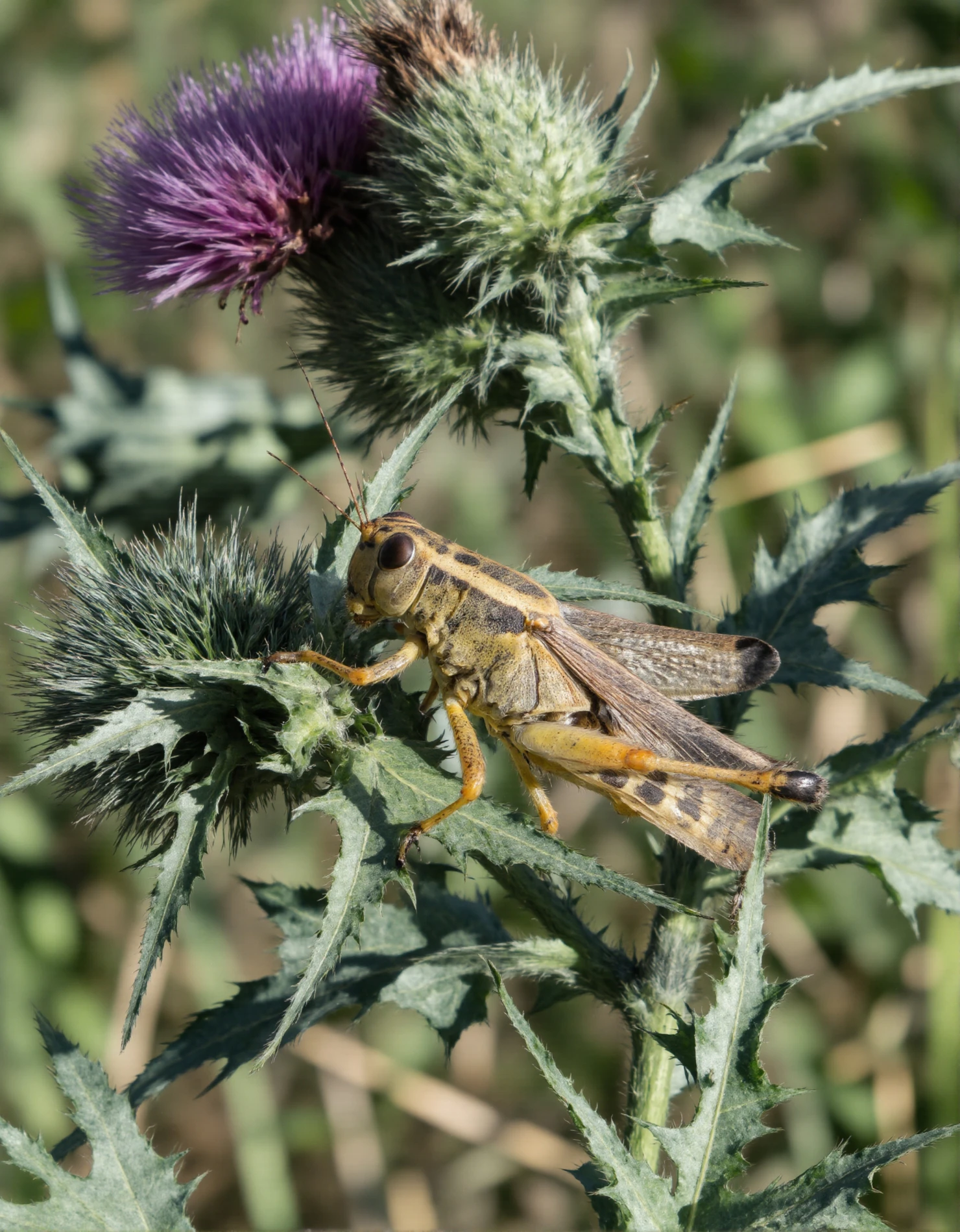 Grasshopper Perched on a Spiky Thistle Plant #40842