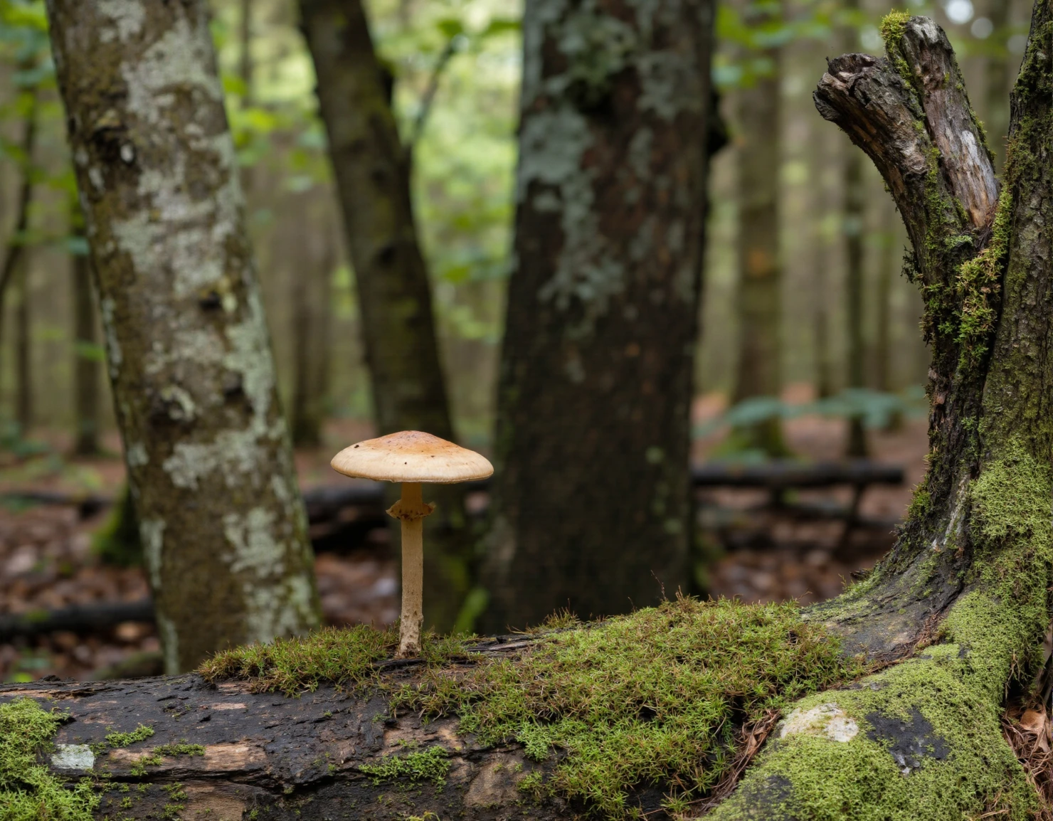 Mushroom on a Moss-Covered Log in a Serene Forest #40843