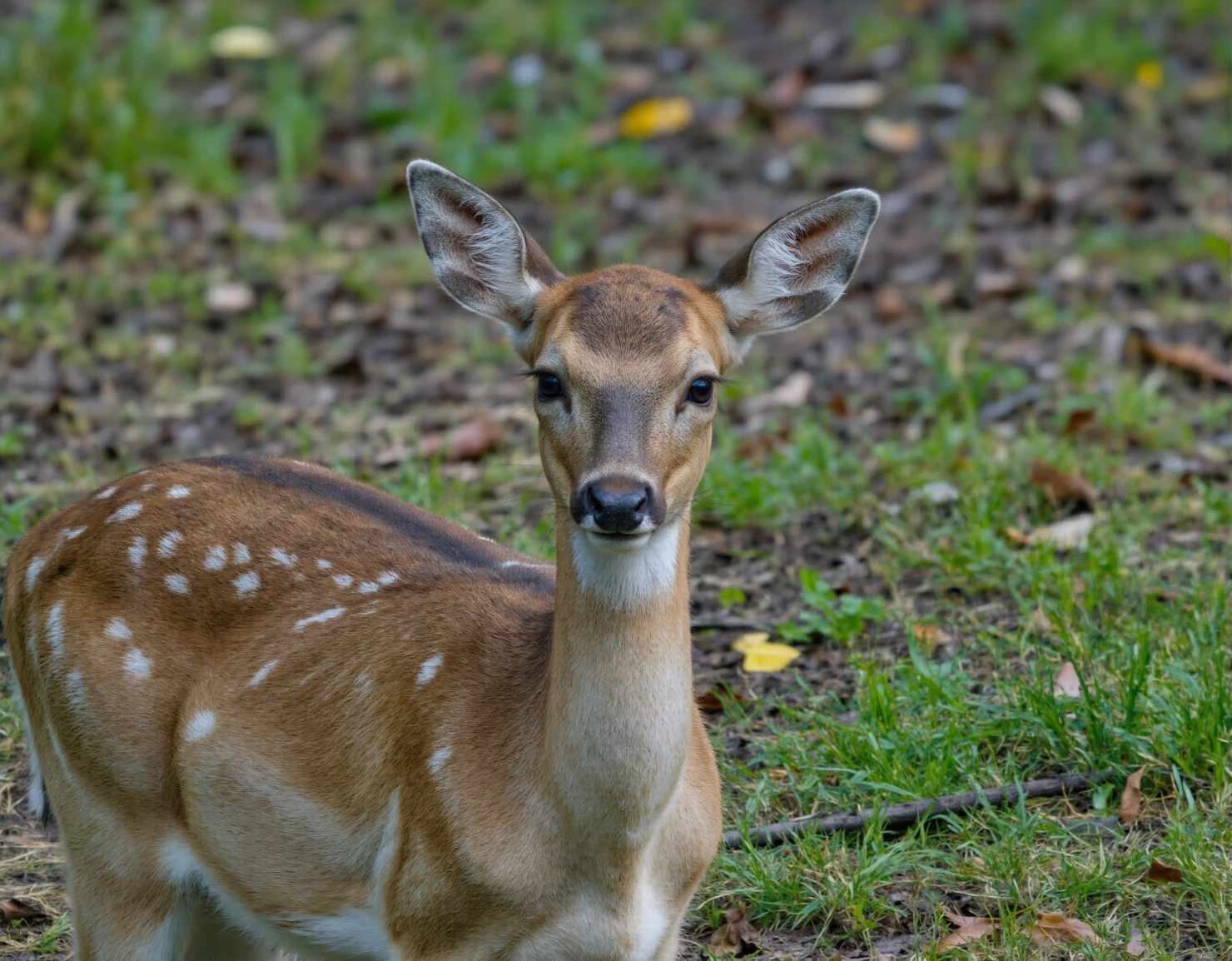 Close-up of a Spotted Deer in a Natural Woodland Setting #40844
