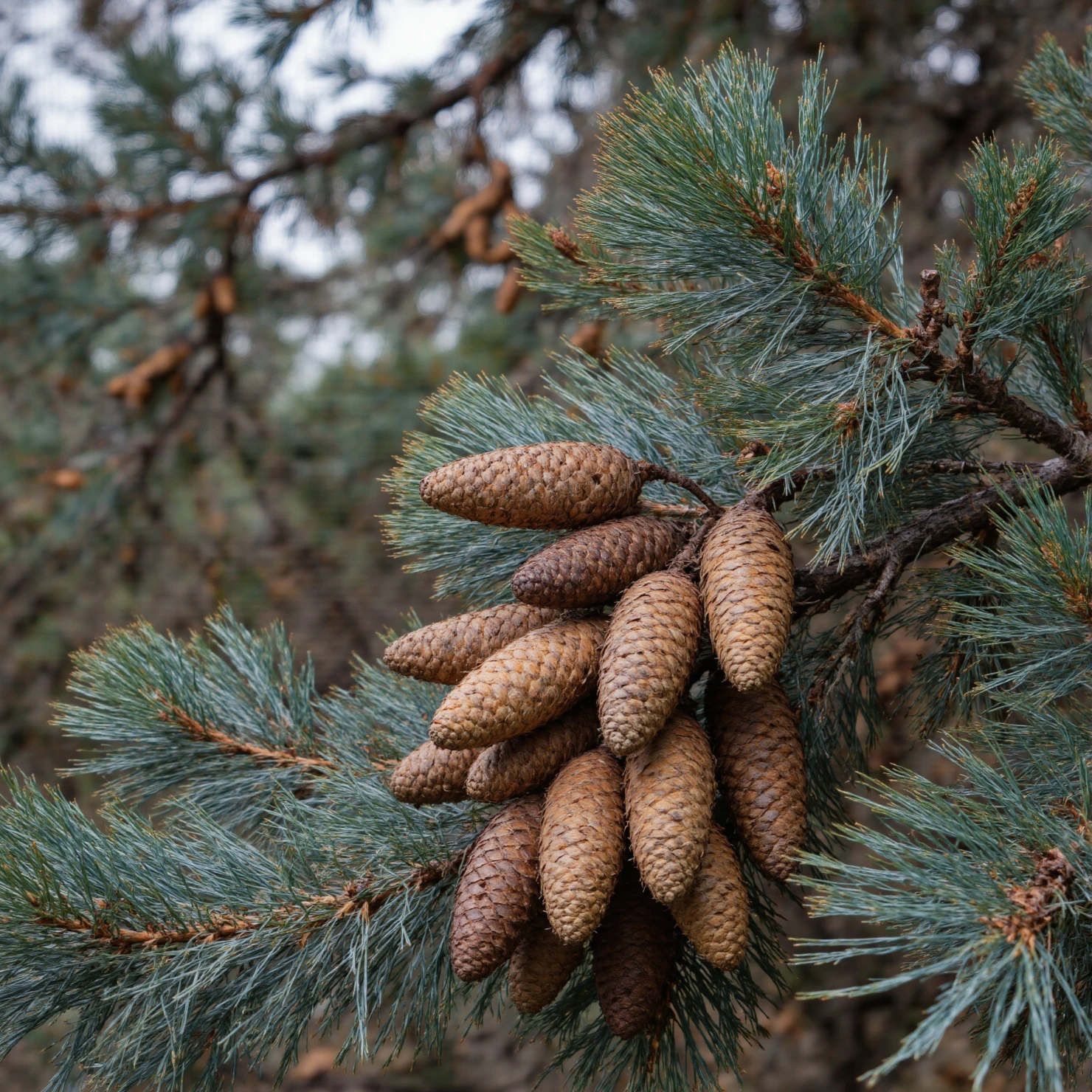 Cluster of Pine Cones on a Conifer Branch #40846