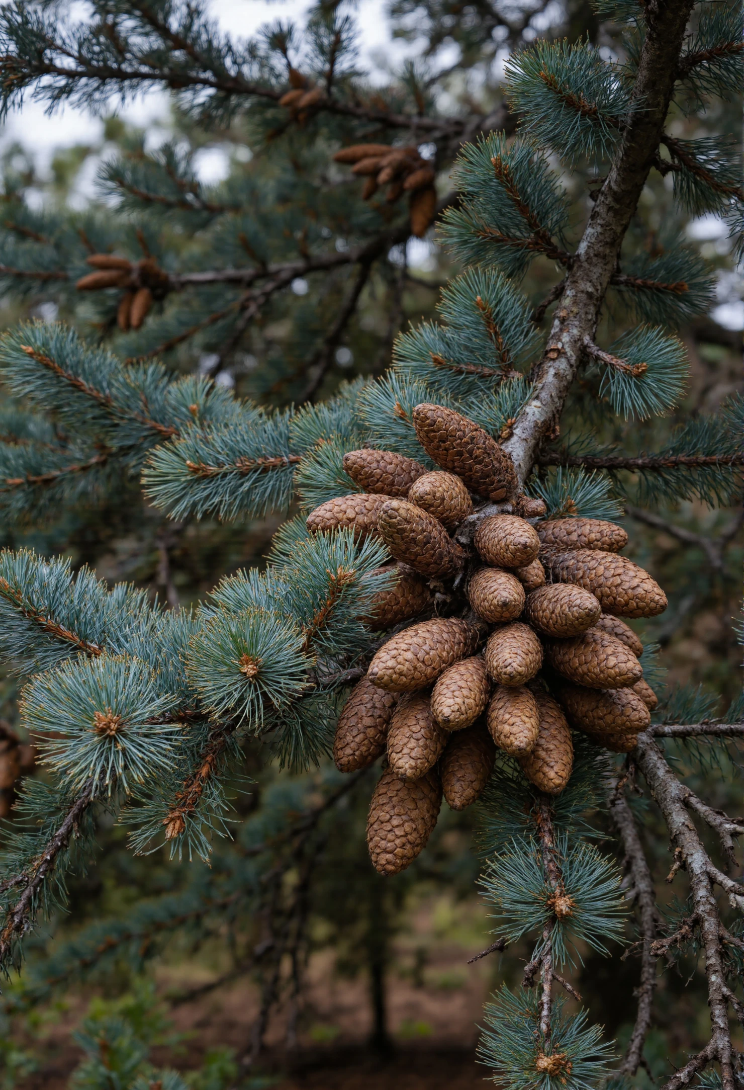 Cluster of Pine Cones on a Blue Spruce Branch #40847