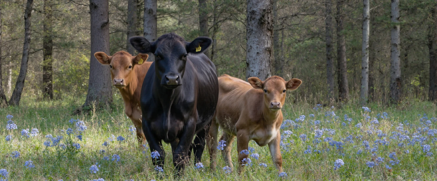 Cattle Family in a Woodland Meadow with Blue Wildflowers #40848