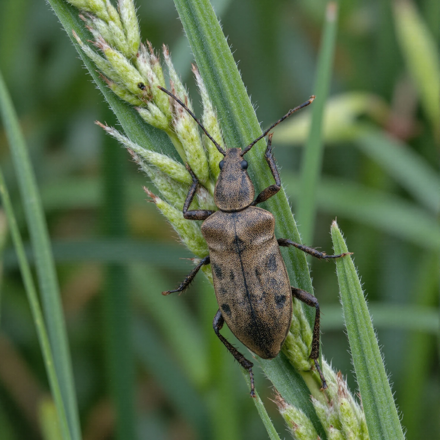 Brown beetle with speckled markings resting on a green grass stalk #40850