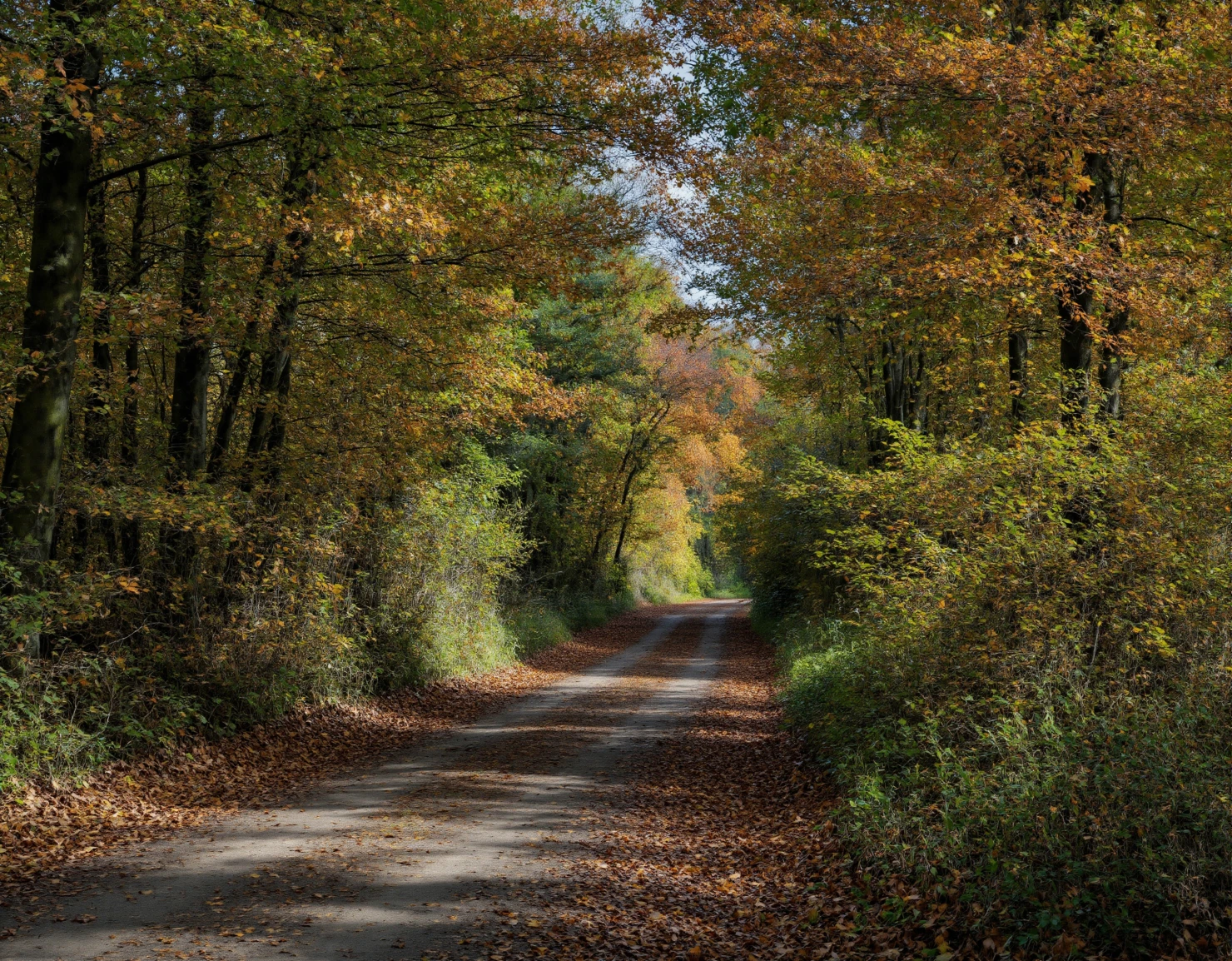 Autumn Road Through the Forest #40851