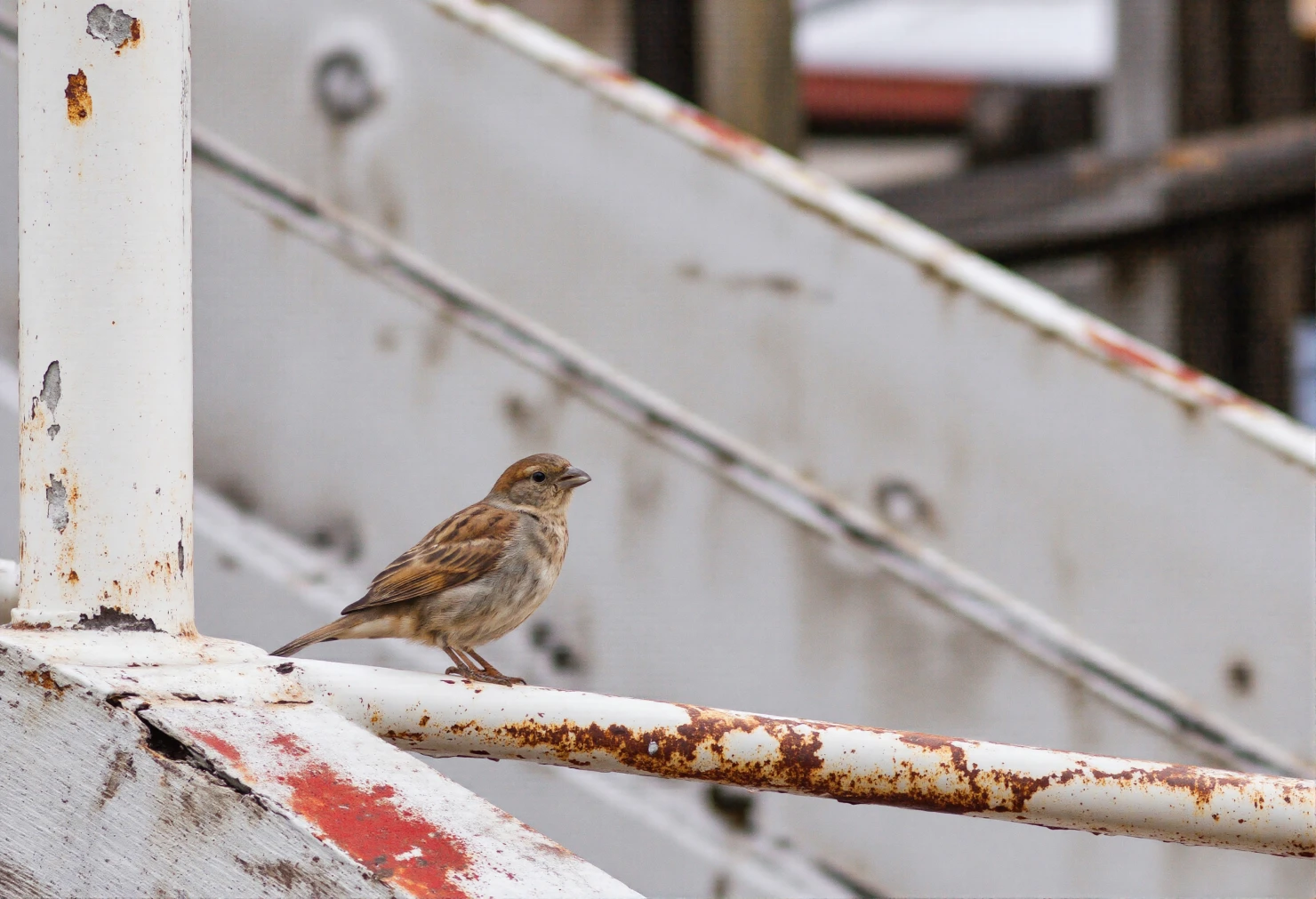 Sparrow Perched on Rusty Metal Railing #40852