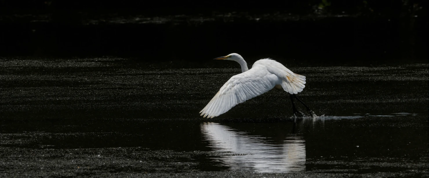 Great Egret Taking Flight from Dark Water #40859